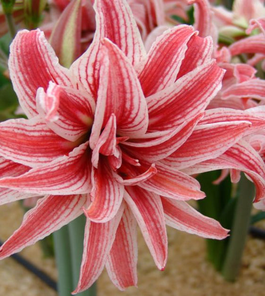 amaryllis doublet shop now at flower + furbishBulbs, garden, shipping