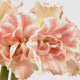 amaryllis first love shop now at flower + furbishBulbs, garden, shipping