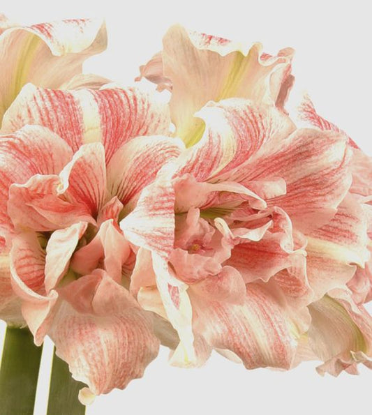 amaryllis first love shop now at flower + furbishBulbs, garden, shipping