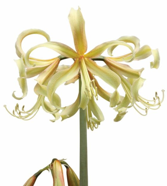 amaryllis saffron shop now at flower + furbishBulbs, garden, shipping