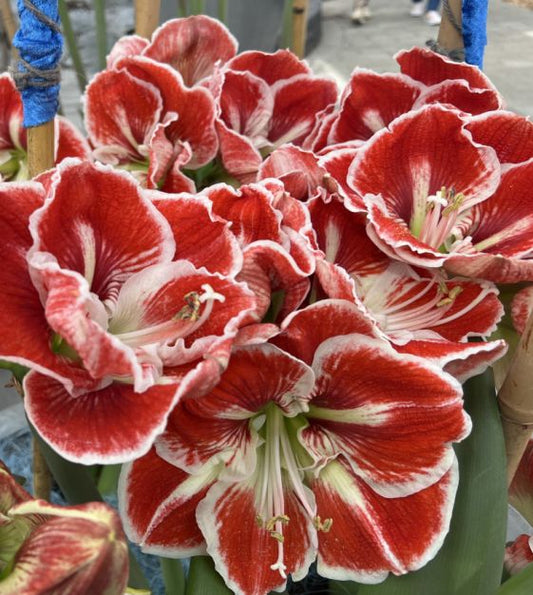 amaryllis samba shop now at flower + furbishBulbs, garden, shipping