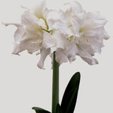 amaryllis snow white shop now at flower + furbishBulbs, garden, shipping