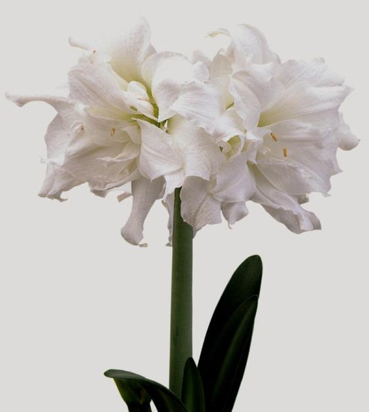 amaryllis snow white shop now at flower + furbishBulbs, garden, shipping