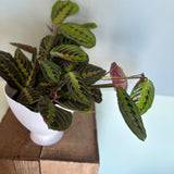 maranta red calathea shop now at flower + furbishMedium bright indirect light, moist, Non toxic