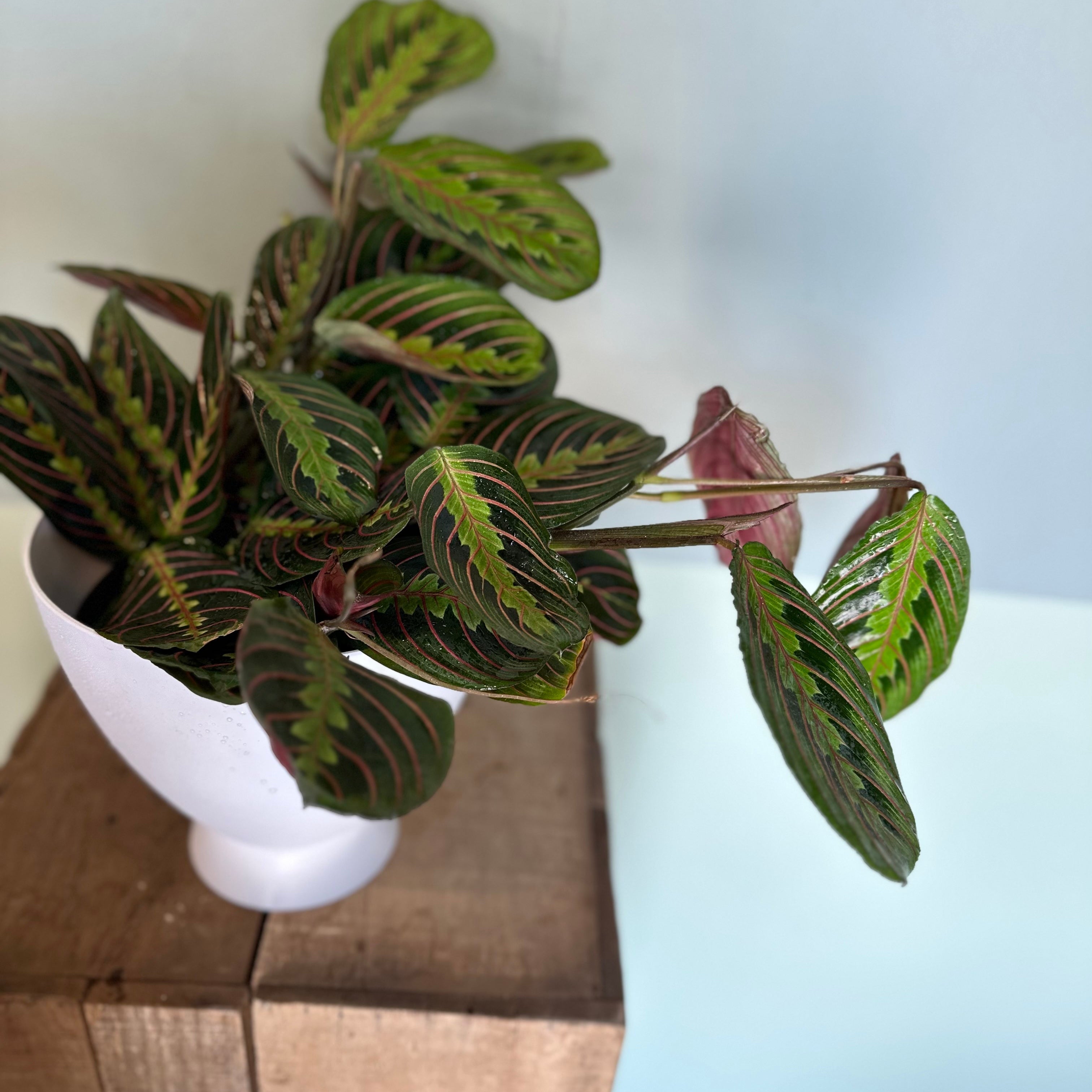 maranta red calathea shop now at flower + furbishMedium bright indirect light, moist, Non toxic