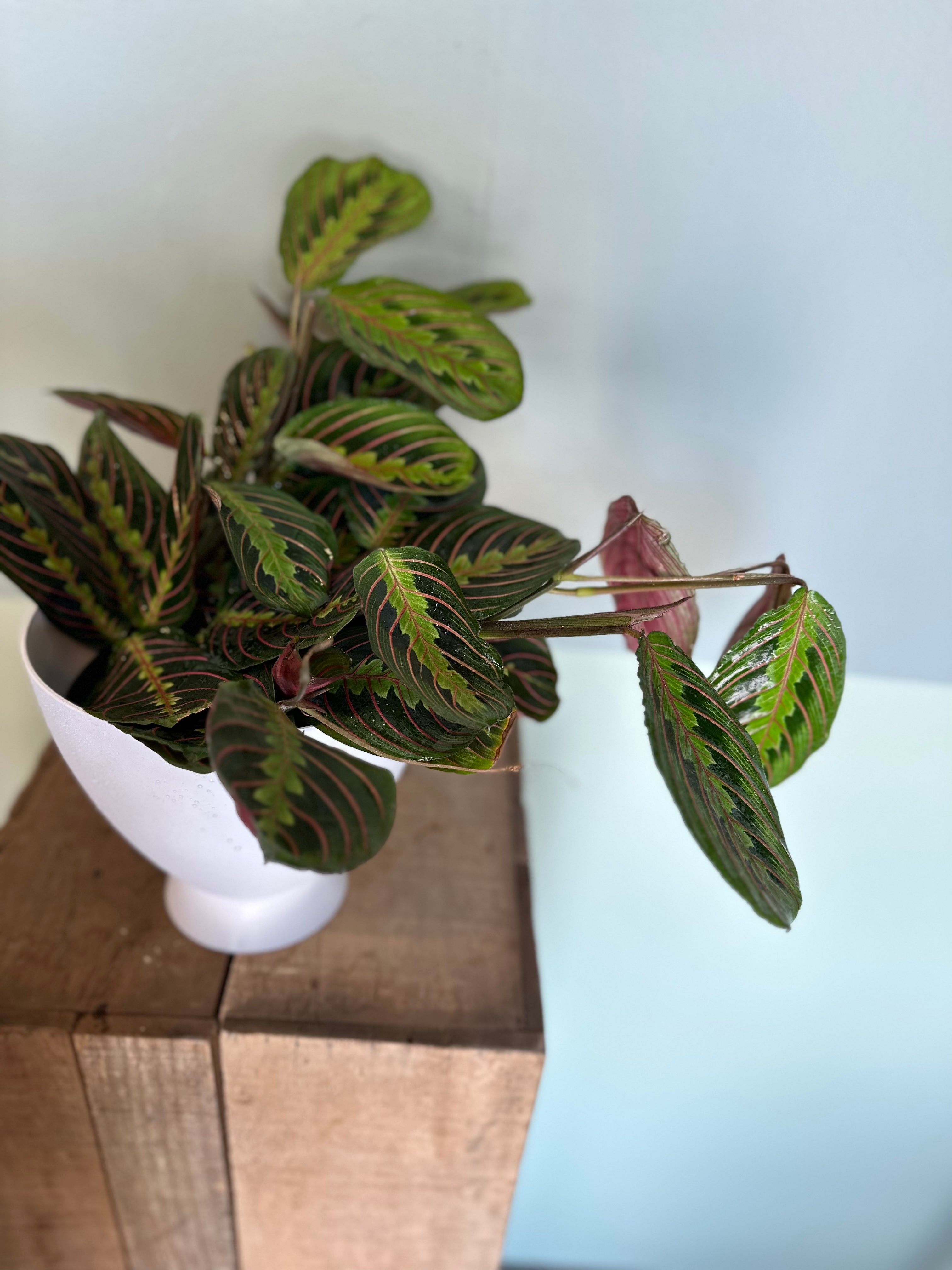 maranta red calathea shop now at flower + furbishMedium bright indirect light, moist, Non toxic