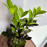 zamioculcas zamiifolia (zz super nova) shop now at flower + furbish5 inch, 6 inch, air purifying, any light, Dry, low light, toxic, zamioculcas zamiifolia, zz plant, zz super nova