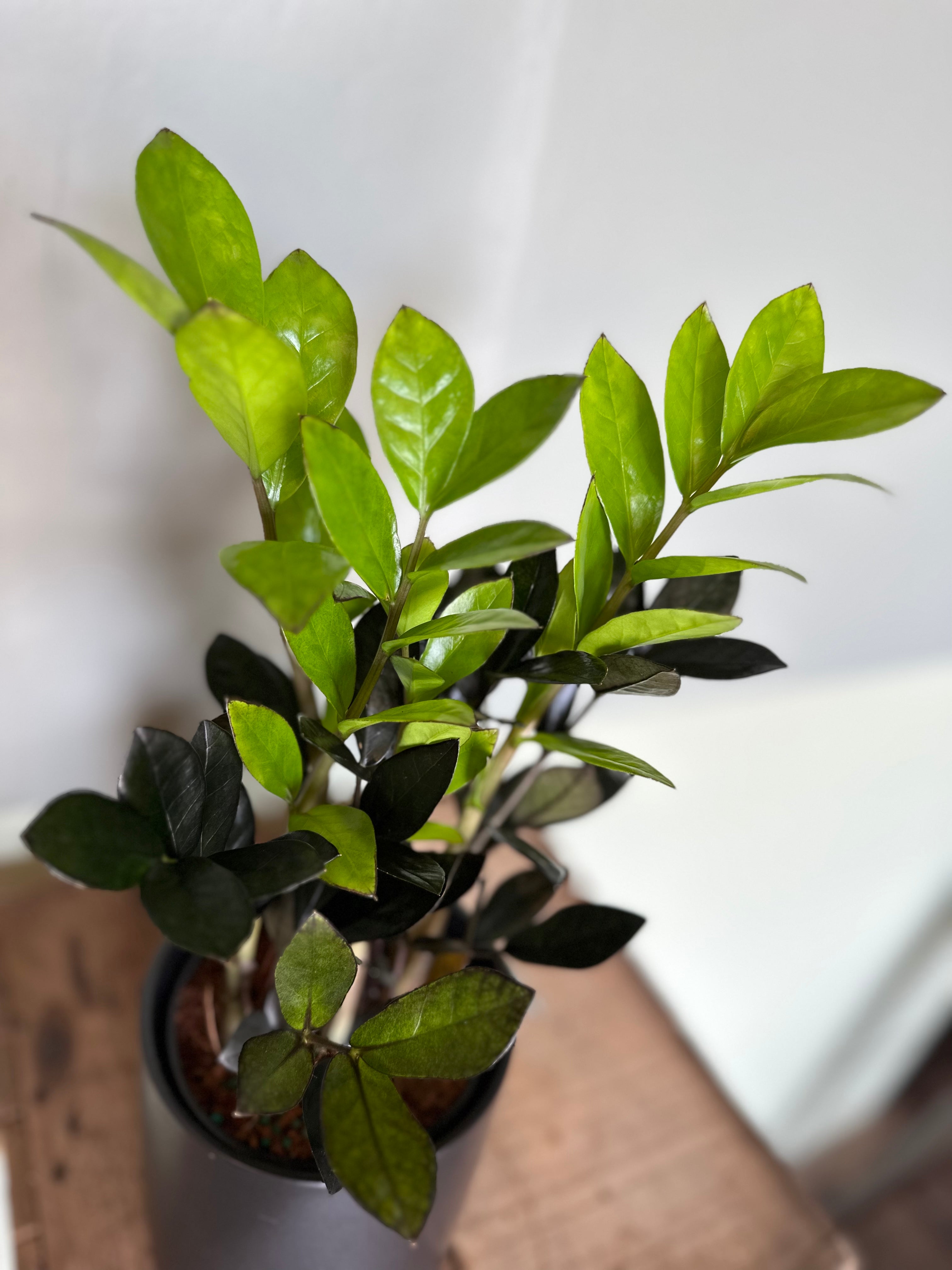 zamioculcas zamiifolia (zz super nova) shop now at flower + furbish5 inch, 6 inch, air purifying, any light, Dry, low light, toxic, zamioculcas zamiifolia, zz plant, zz super nova