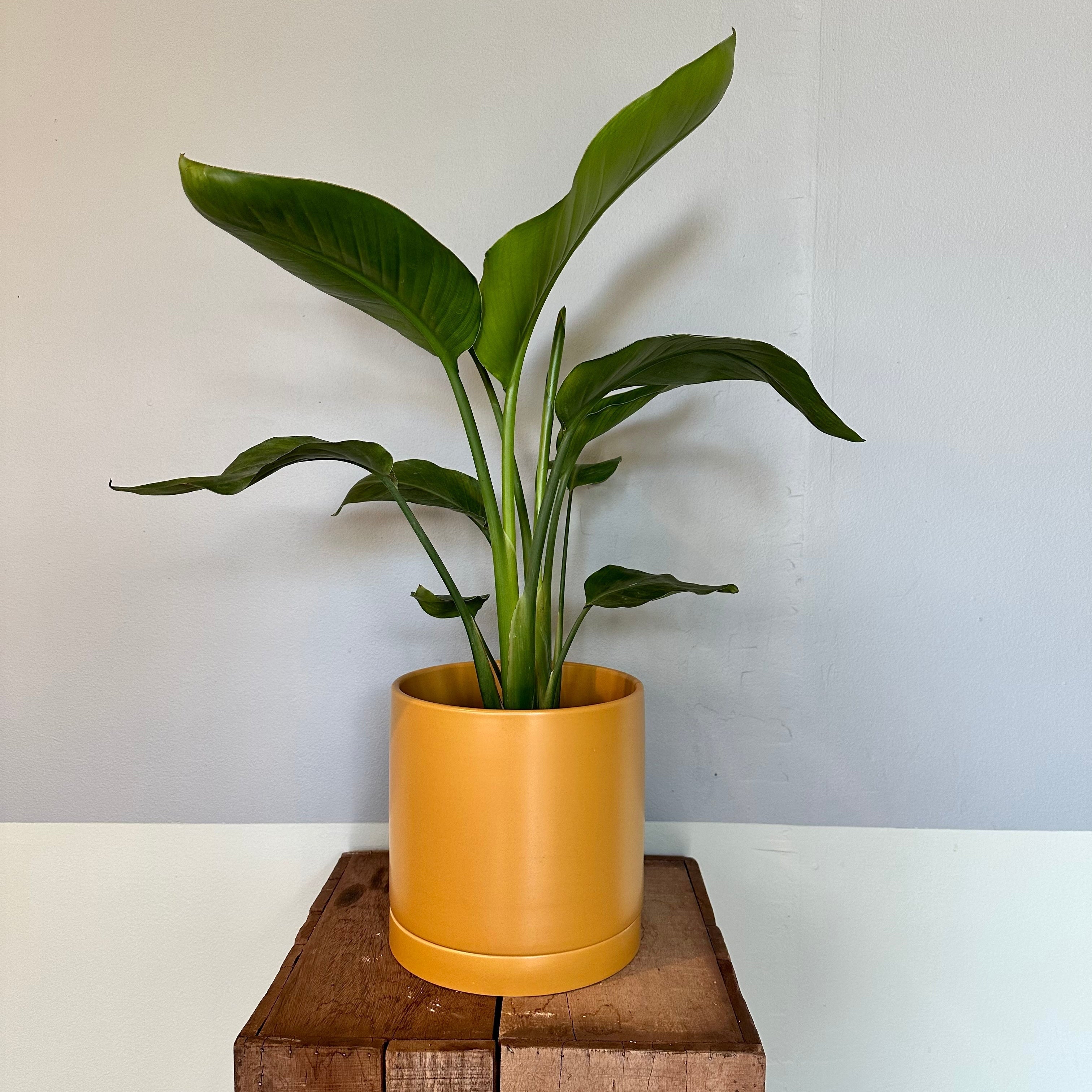 strelitzia nicolai (bird of paradise) shop now at flower + furbishbright light, Direct light, Dry, mildly toxic