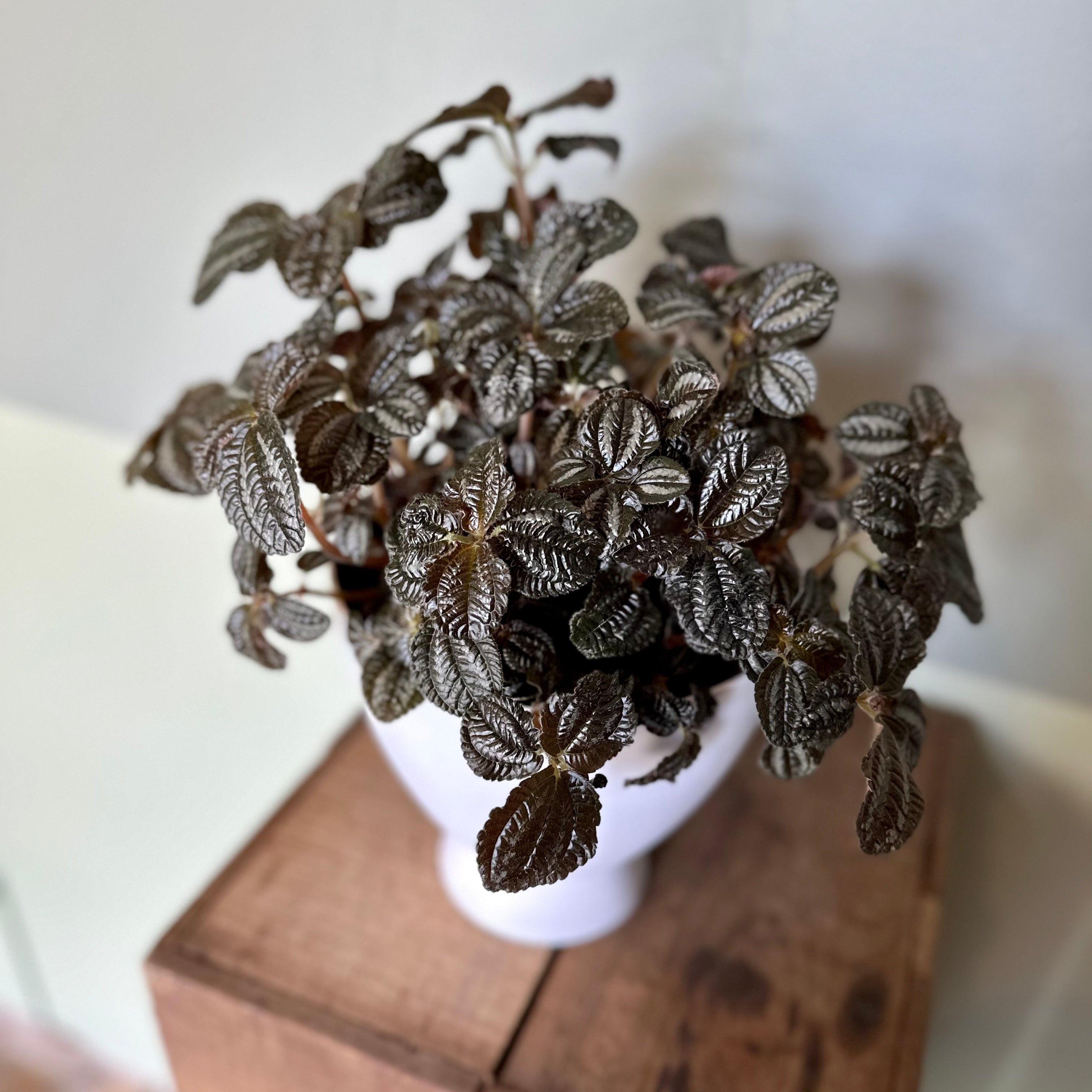 pilea spruceana (norfolk friendship plant) shop now at flower + furbish6 inch, friendship plant, haning basket, Medium bright indirect light, moist, pet friendly, pilea