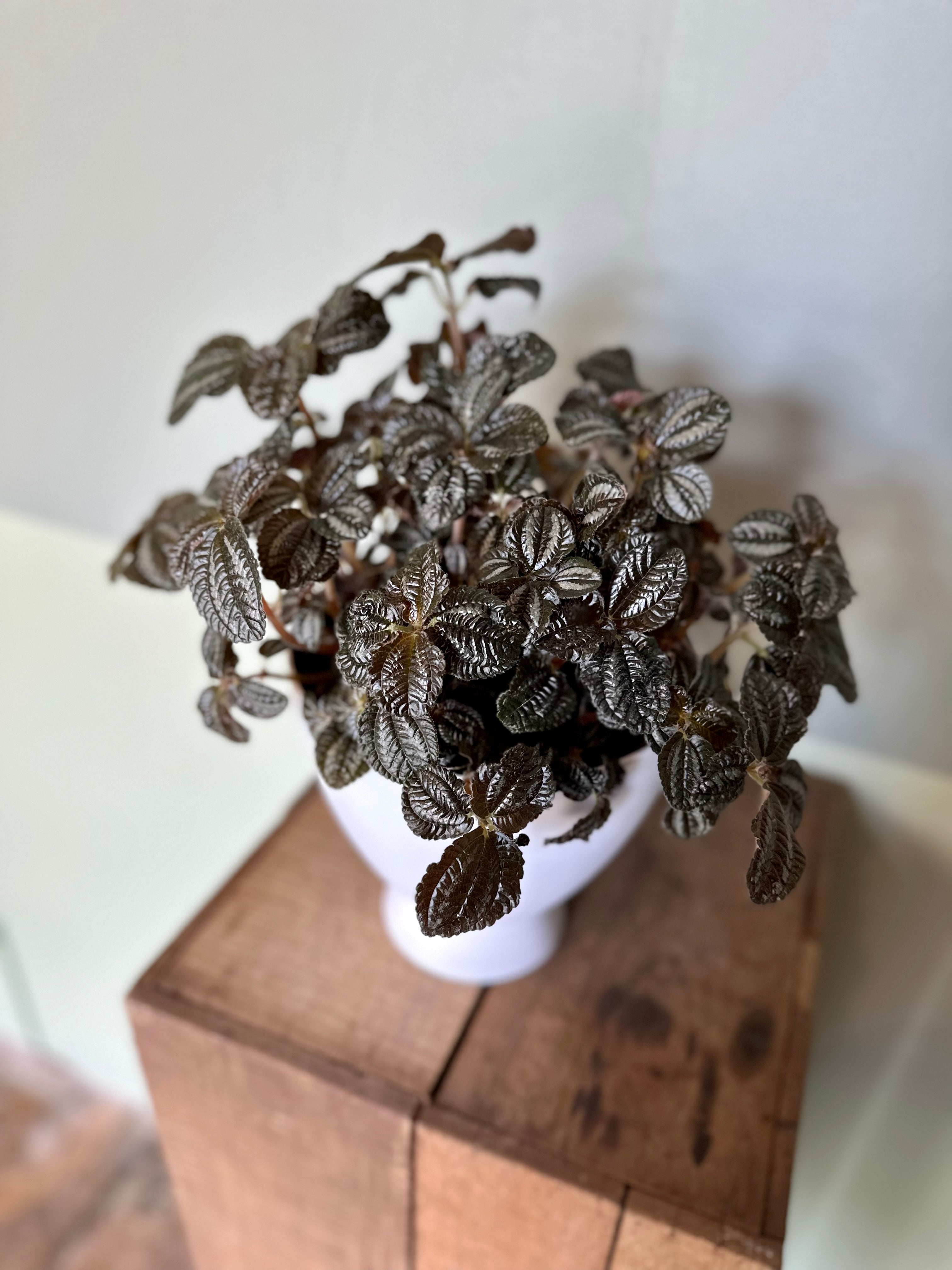 pilea spruceana (norfolk friendship plant) shop now at flower + furbish6 inch, friendship plant, haning basket, Medium bright indirect light, moist, pet friendly, pilea