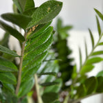 zamioculcas zamiifolia (zz plant) shop now at flower + furbish10 inch, 4 inch, 6 inch, air purifying, any light, Dry, houseplant, low light, toxic, zamioculcas zamiifolia, zz plant