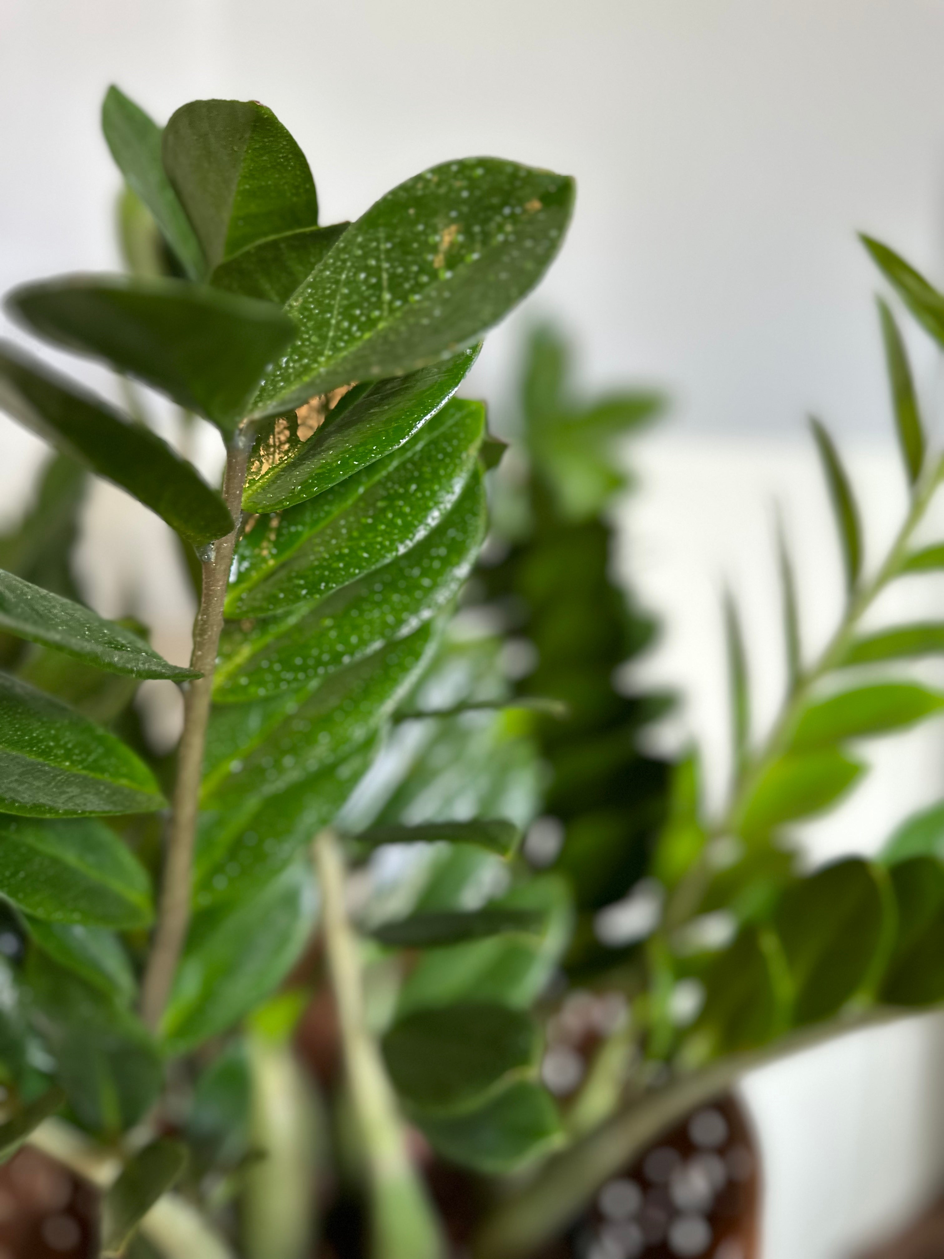 zamioculcas zamiifolia (zz plant) shop now at flower + furbish10 inch, 4 inch, 6 inch, air purifying, any light, Dry, houseplant, low light, toxic, zamioculcas zamiifolia, zz plant