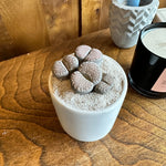 lithops karasmontana (living stones) shop now at flower + furbishDirect light, dry, lithop, living stone, Non toxic, Succulent