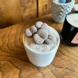 lithops karasmontana (living stones) shop now at flower + furbishDirect light, dry, lithop, living stone, Non toxic, Succulent