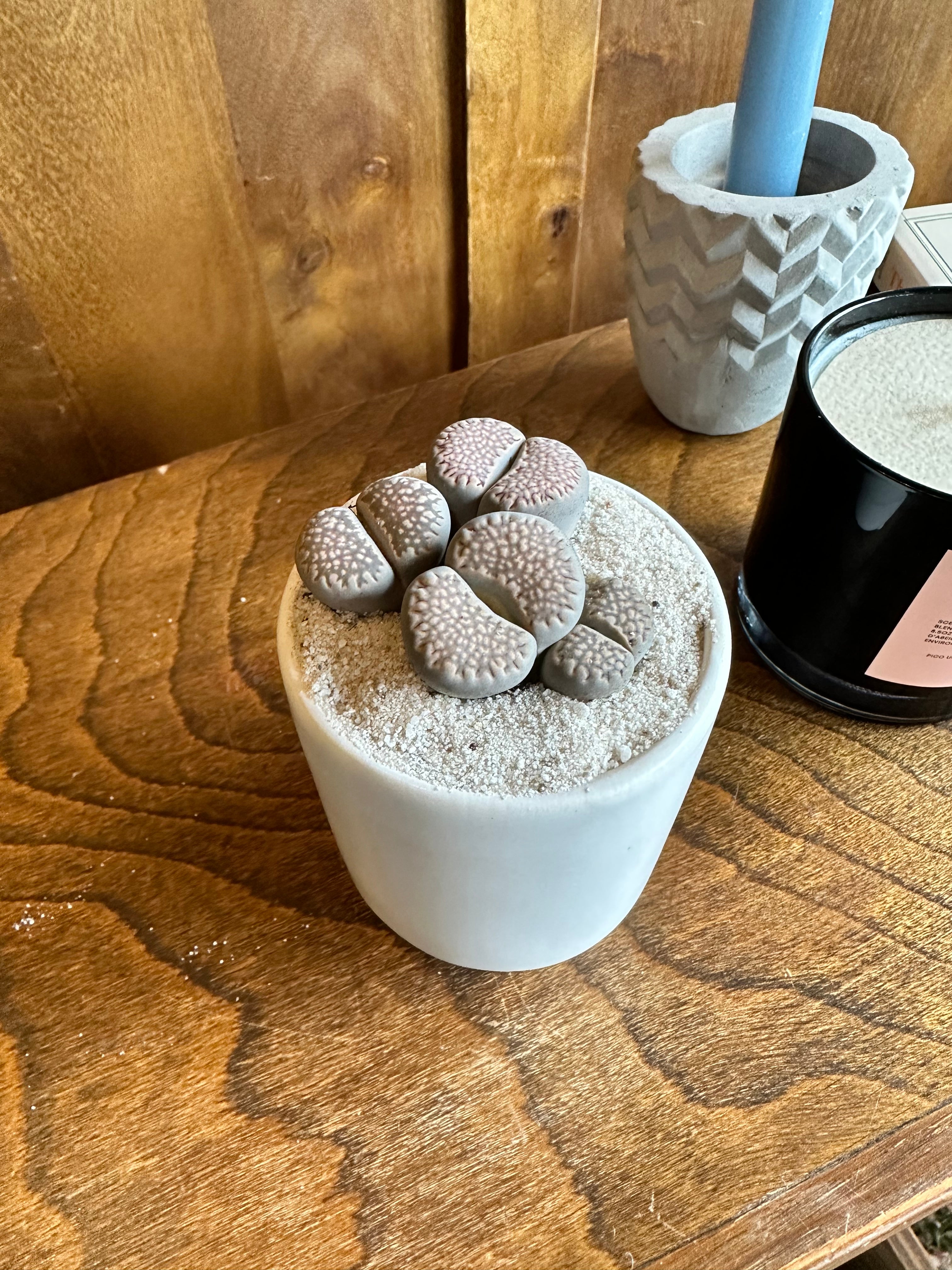 lithops karasmontana (living stones) shop now at flower + furbishDirect light, dry, lithop, living stone, Non toxic, Succulent