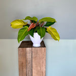 philodendron mccolley’s finale bush shop now at flower + furbishMedium bright indirect light, moist, toxic