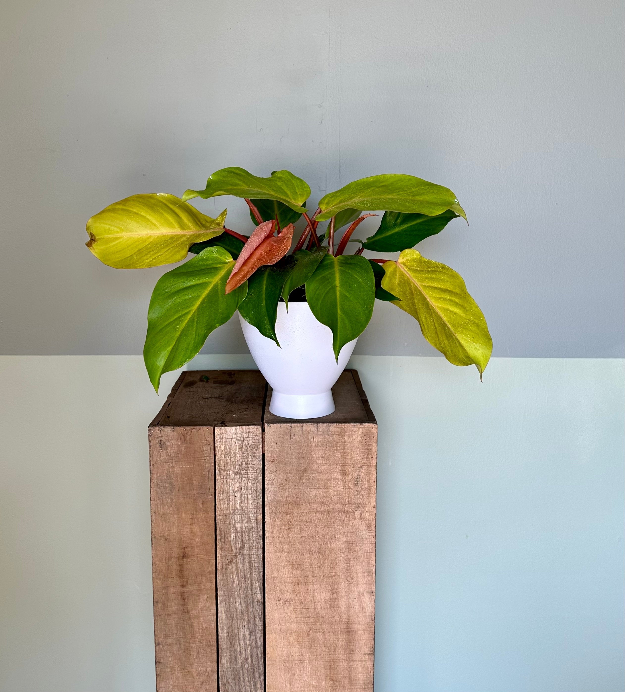 philodendron mccolley’s finale bush shop now at flower + furbishMedium bright indirect light, moist, toxic