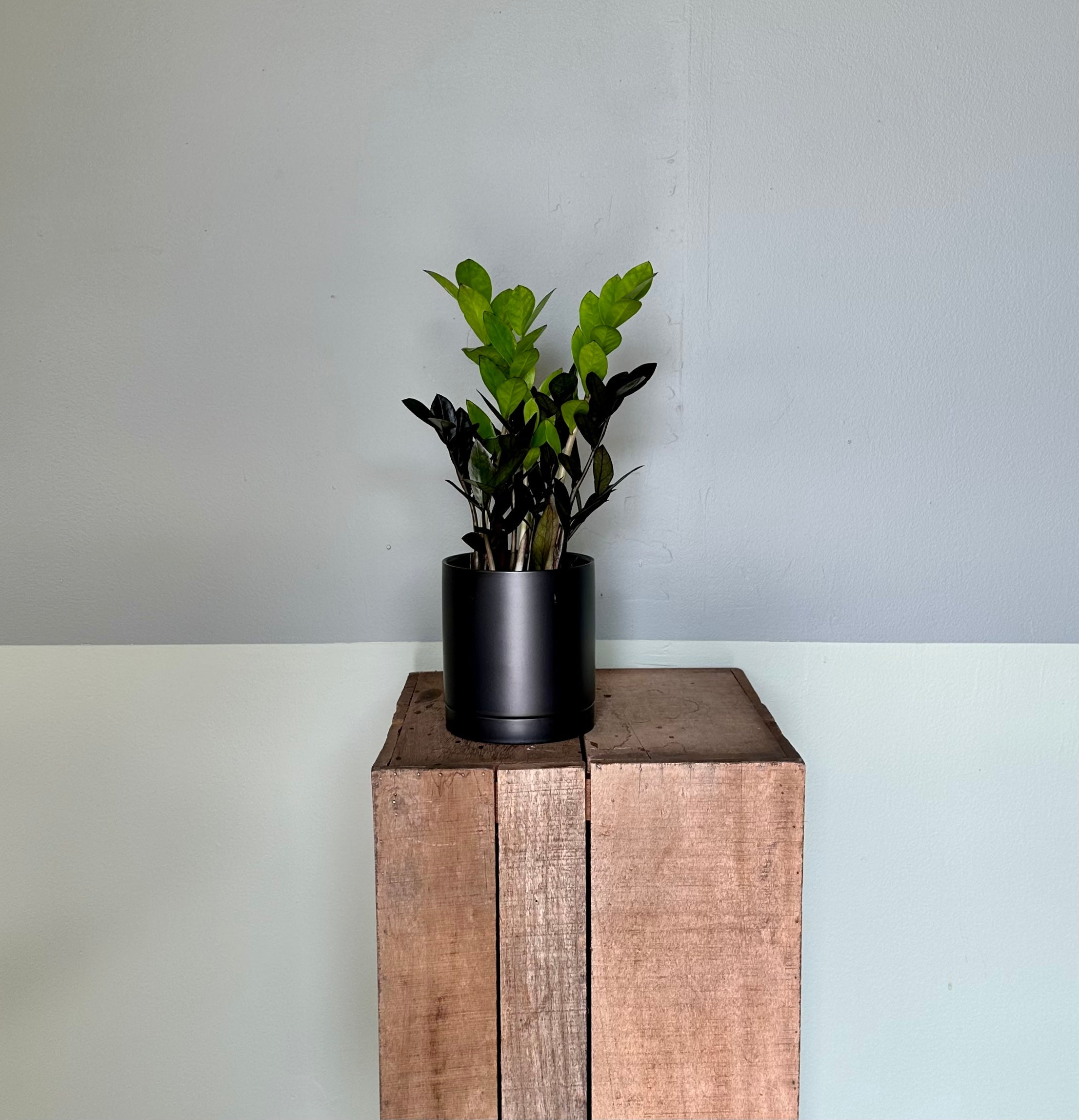 zamioculcas zamiifolia (zz super nova) shop now at flower + furbish5 inch, 6 inch, air purifying, any light, Dry, low light, toxic, zamioculcas zamiifolia, zz plant, zz super nova