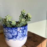 sedum morganianum (donkey tail) shop now at flower + furbish4 inch, 5 inch, bright light, Dry