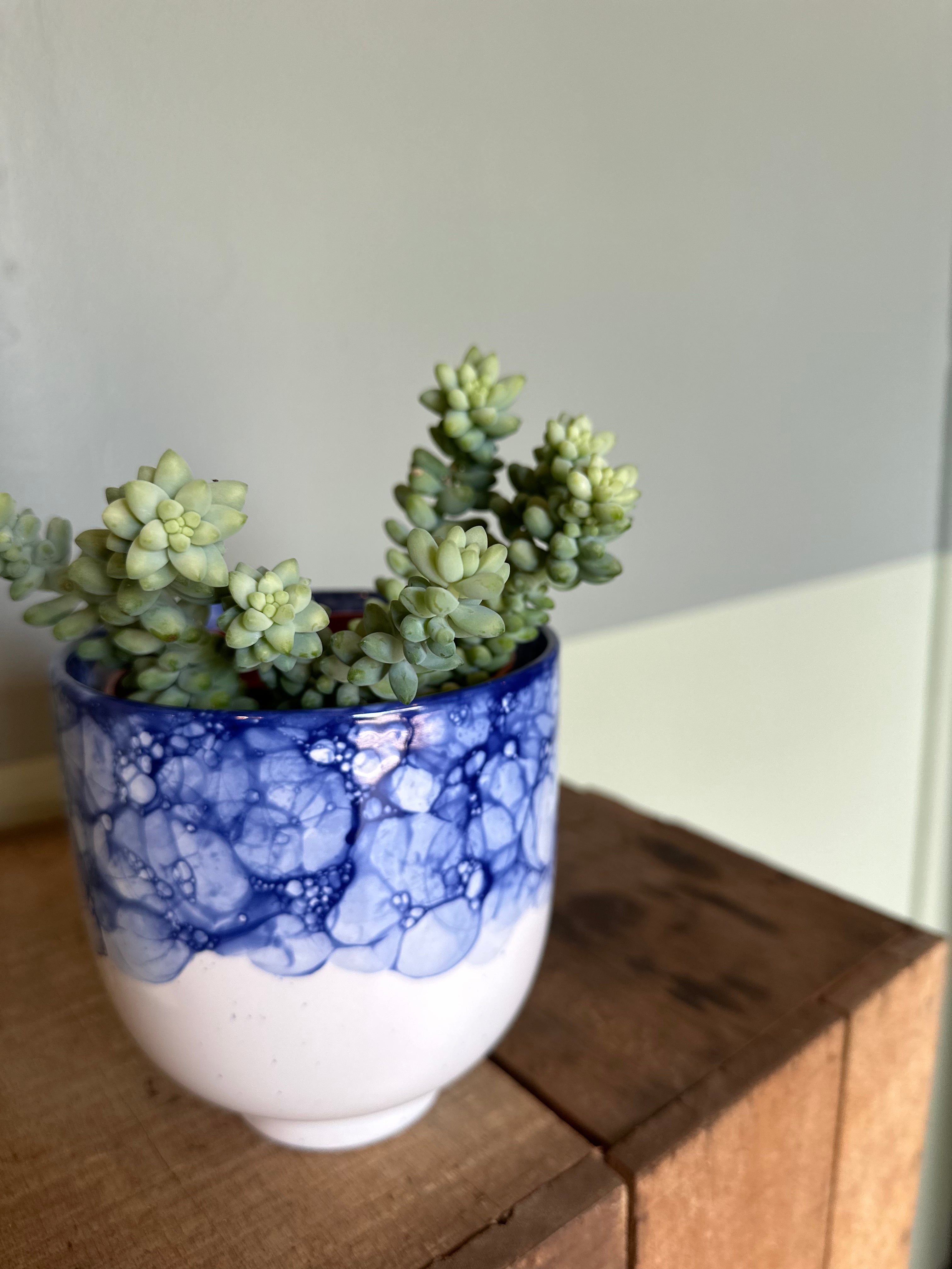 sedum morganianum (donkey tail) shop now at flower + furbish4 inch, 5 inch, bright light, Dry