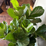 ficus lyrata (fiddle leaf fig) shop now at flower + furbish10 inch, 12 inch, 8 inch, 9 inch, bright light, Dry to moist, ficus, ficus lyrata, fiddle leaf fig, toxic