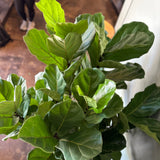 ficus lyrata (fiddle leaf fig) shop now at flower + furbish10 inch, 12 inch, 8 inch, 9 inch, bright light, Dry to moist, ficus, ficus lyrata, fiddle leaf fig, toxic