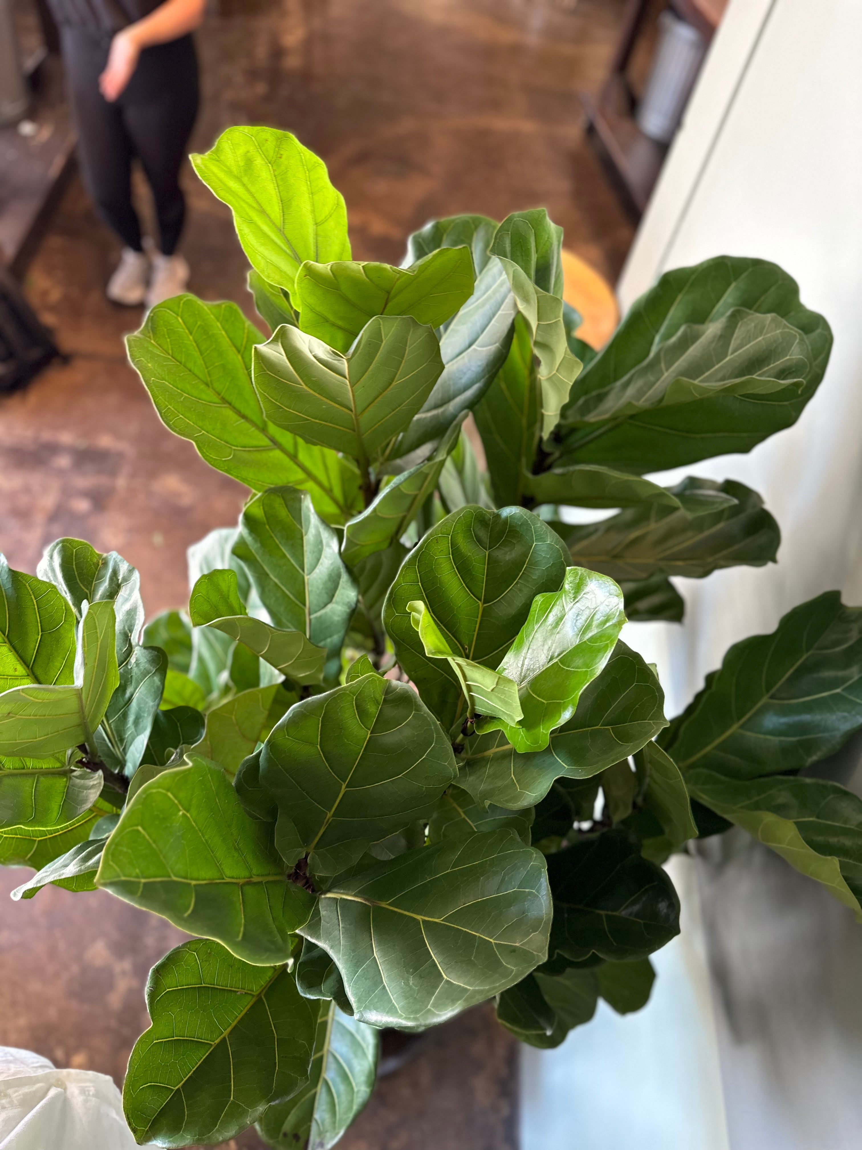 ficus lyrata (fiddle leaf fig) shop now at flower + furbish10 inch, 12 inch, 8 inch, 9 inch, bright light, Dry to moist, ficus, ficus lyrata, fiddle leaf fig, toxic