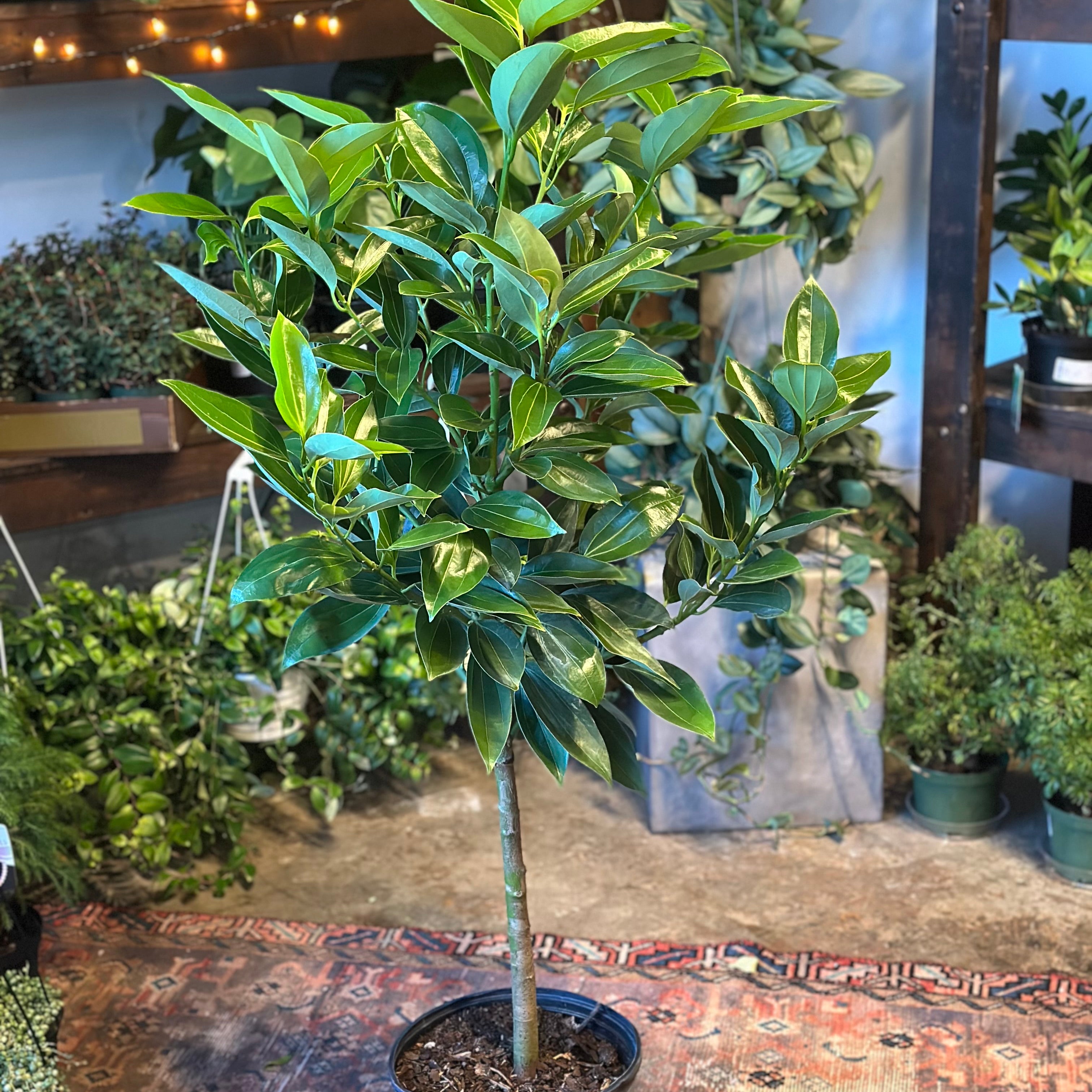 canela cinnamon (cinnamon tree) shop now at flower + furbish10 inch, 12 inch, canela, cinnamon, low light, Non toxic