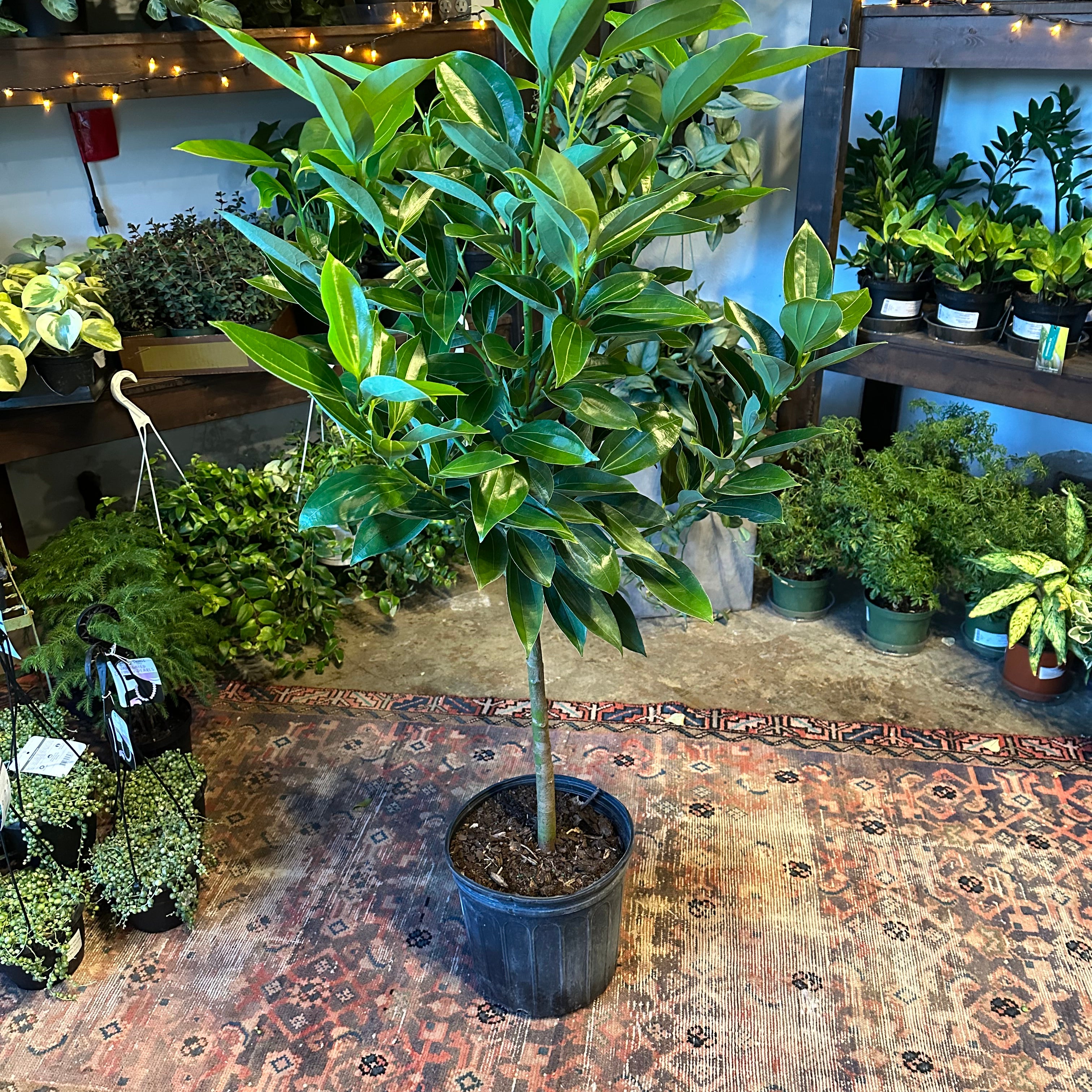 canela cinnamon (cinnamon tree) shop now at flower + furbish10 inch, 12 inch, canela, cinnamon, low light, Non toxic