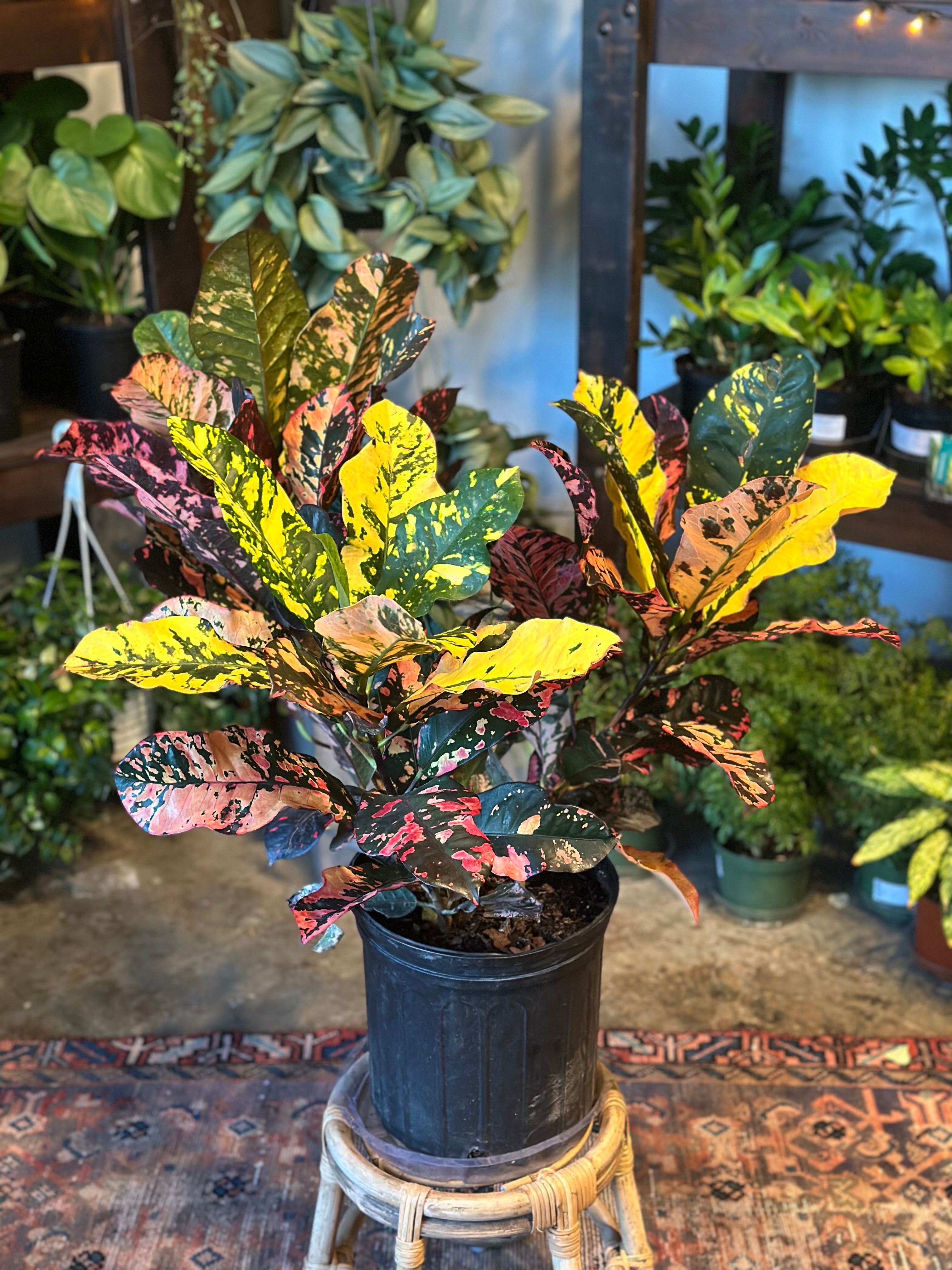 codiaeum variegatum (magnificent croton) shop now at flower + furbish10 inch, 12 inch, Dry to moist, medium to bright indirect light, Non toxic