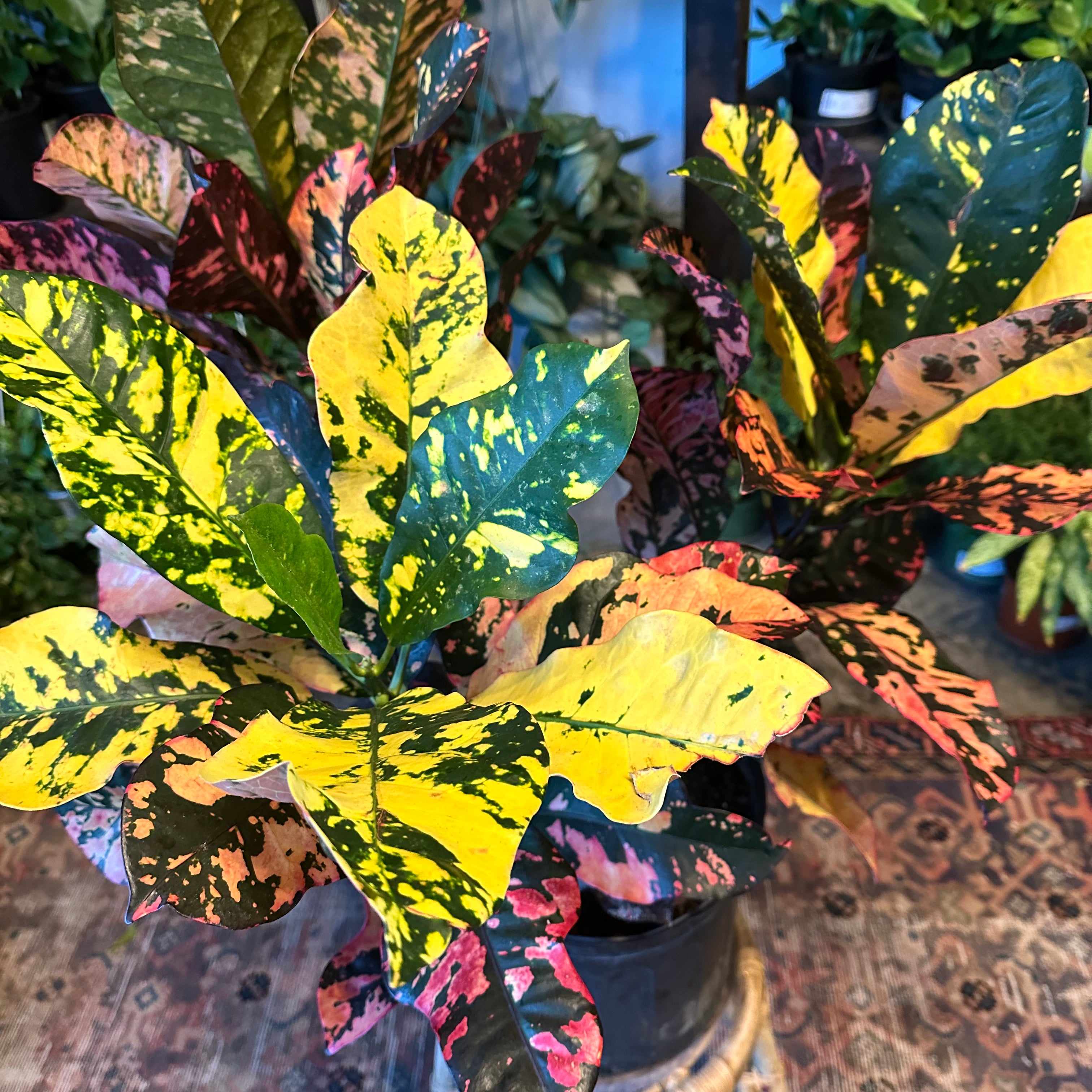 codiaeum variegatum (magnificent croton) shop now at flower + furbish10 inch, 12 inch, Dry to moist, medium to bright indirect light, Non toxic