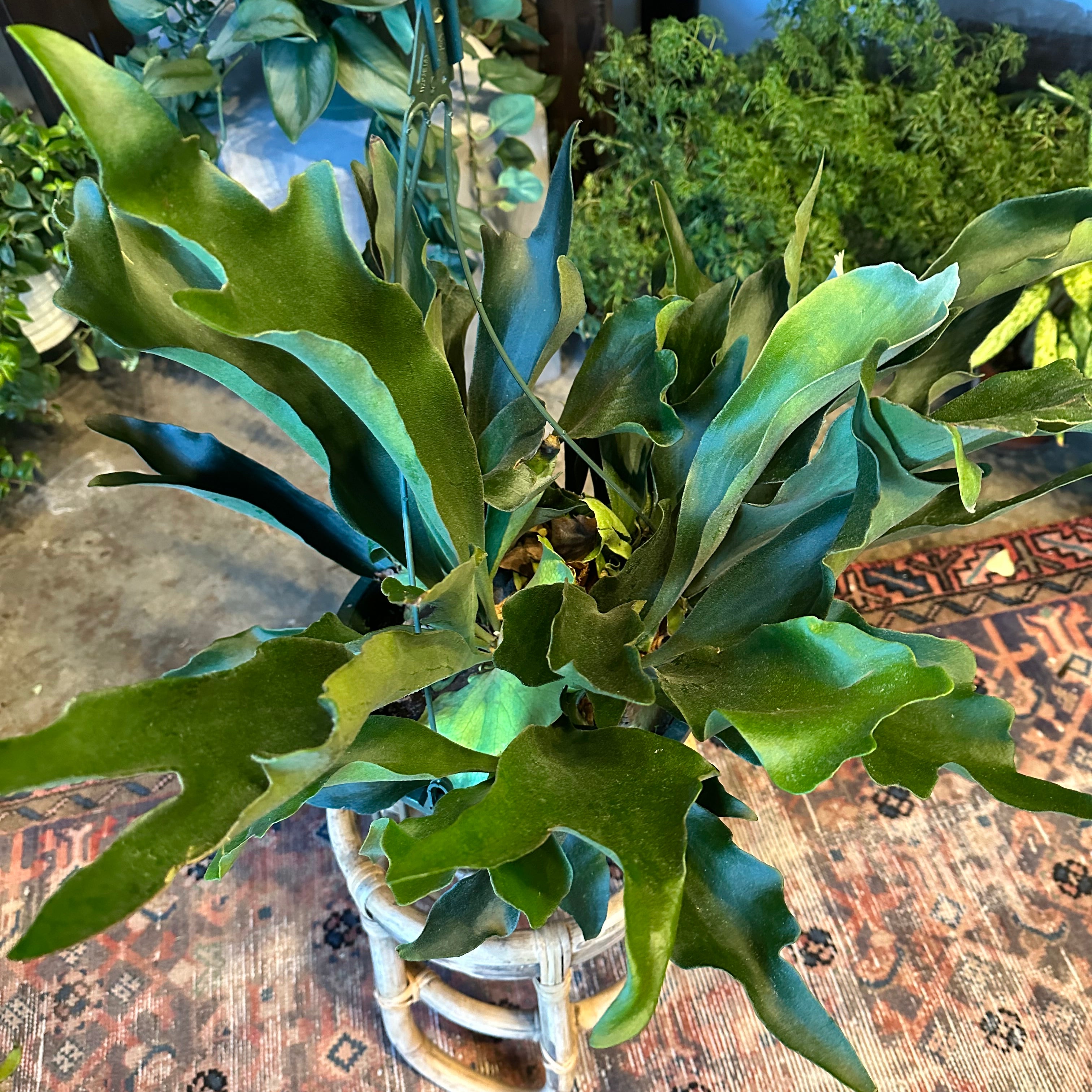 platycerium bifurcatum (staghorn fern) shop now at flower + furbish10 inch, 12 inch, 6 inch, 8 inch, Hanging basket, hanging pot, low light, moist, pet friendly