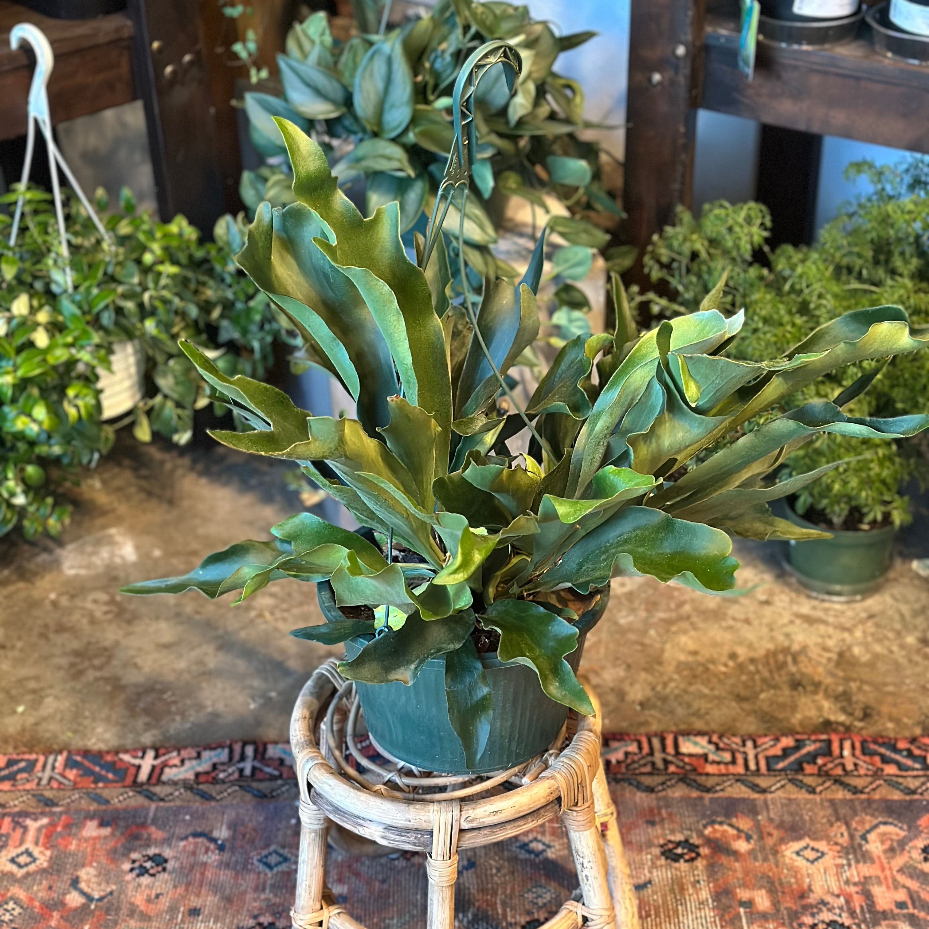 platycerium bifurcatum (staghorn fern) shop now at flower + furbish10 inch, 12 inch, 6 inch, 8 inch, Hanging basket, hanging pot, low light, moist, pet friendly