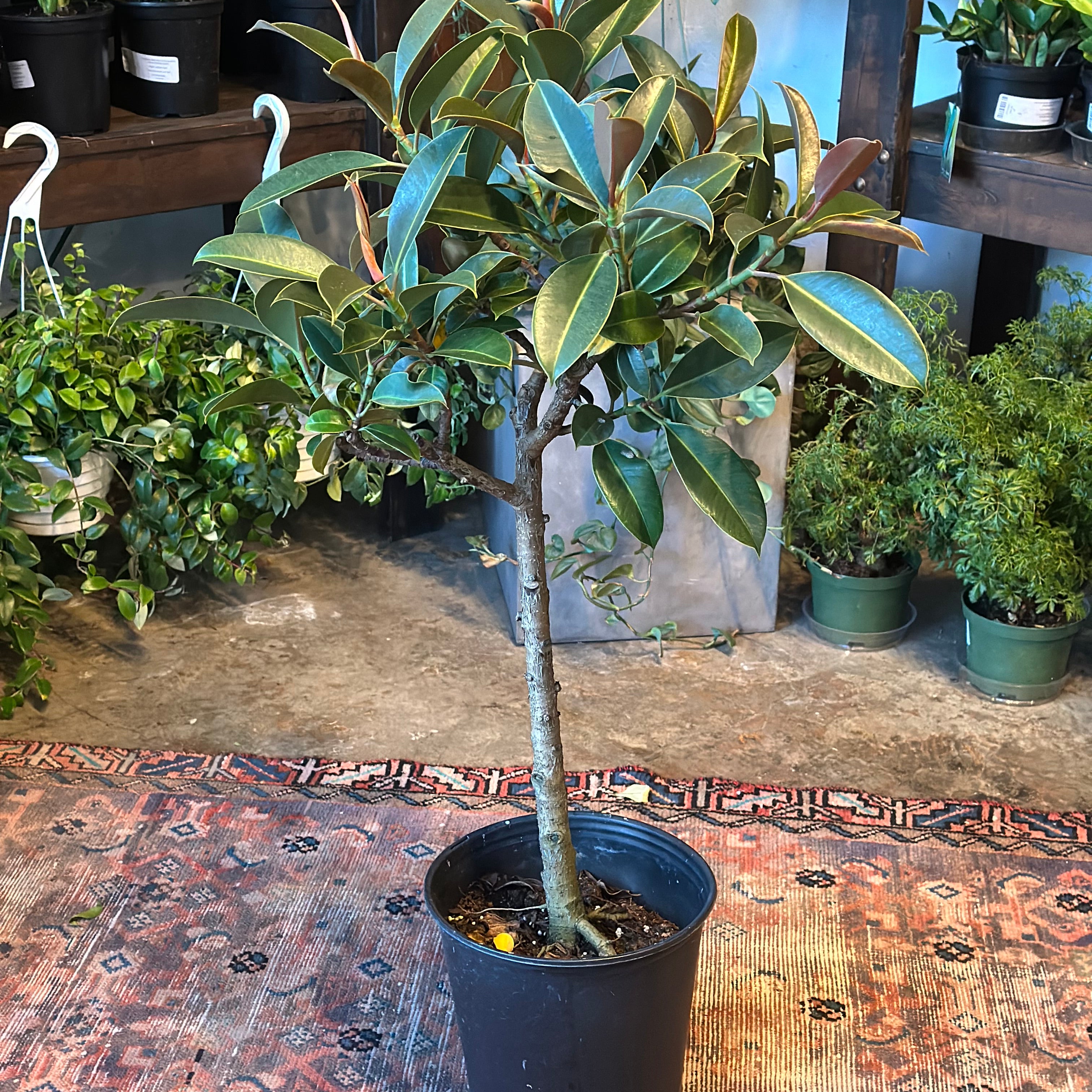 ficus melany elastica (rubber tree) shop now at flower + furbish10 inch, 12 inch, bright indirect light, moist, toxic