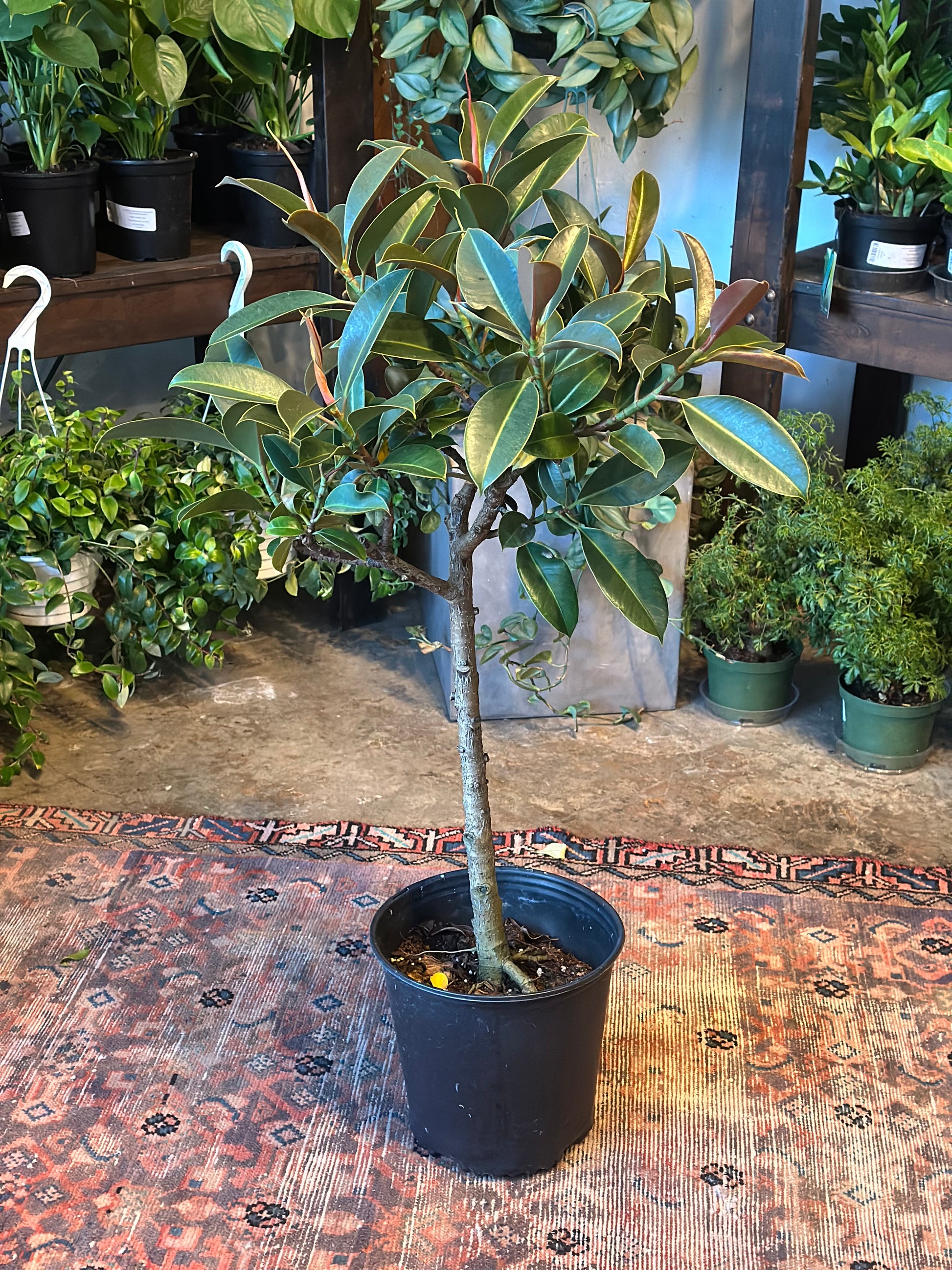 ficus melany elastica (rubber tree) shop now at flower + furbish10 inch, 12 inch, bright indirect light, moist, toxic