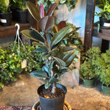 ficus elastica ruby (ruby ficus) shop now at flower + furbish10 inch, 11 inch, 12 inch, 4 inch, 5 inch, 6 inch, bright indirect light, moist, toxic