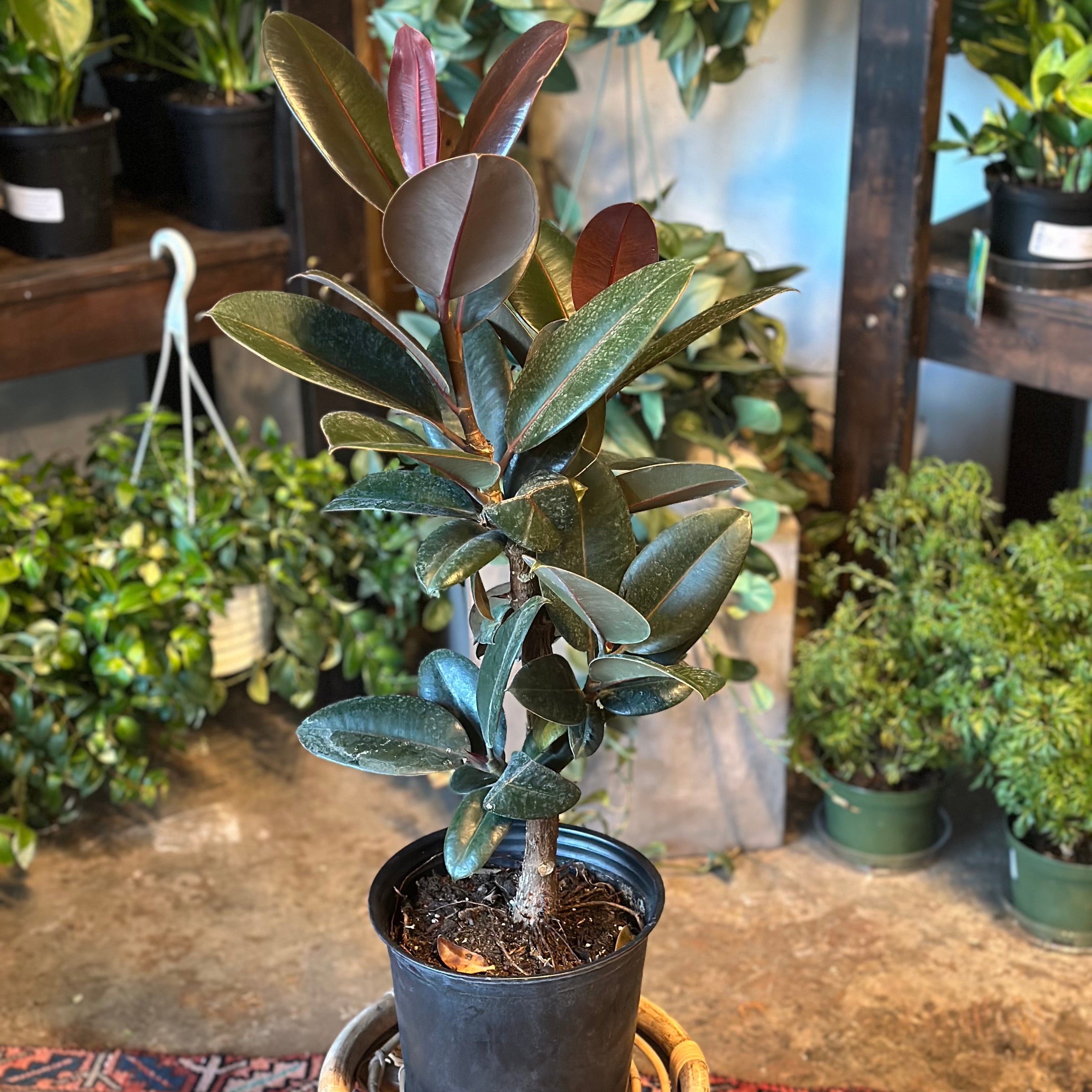 ficus elastica ruby (ruby ficus) shop now at flower + furbish10 inch, 11 inch, 12 inch, 4 inch, 5 inch, 6 inch, bright indirect light, moist, toxic