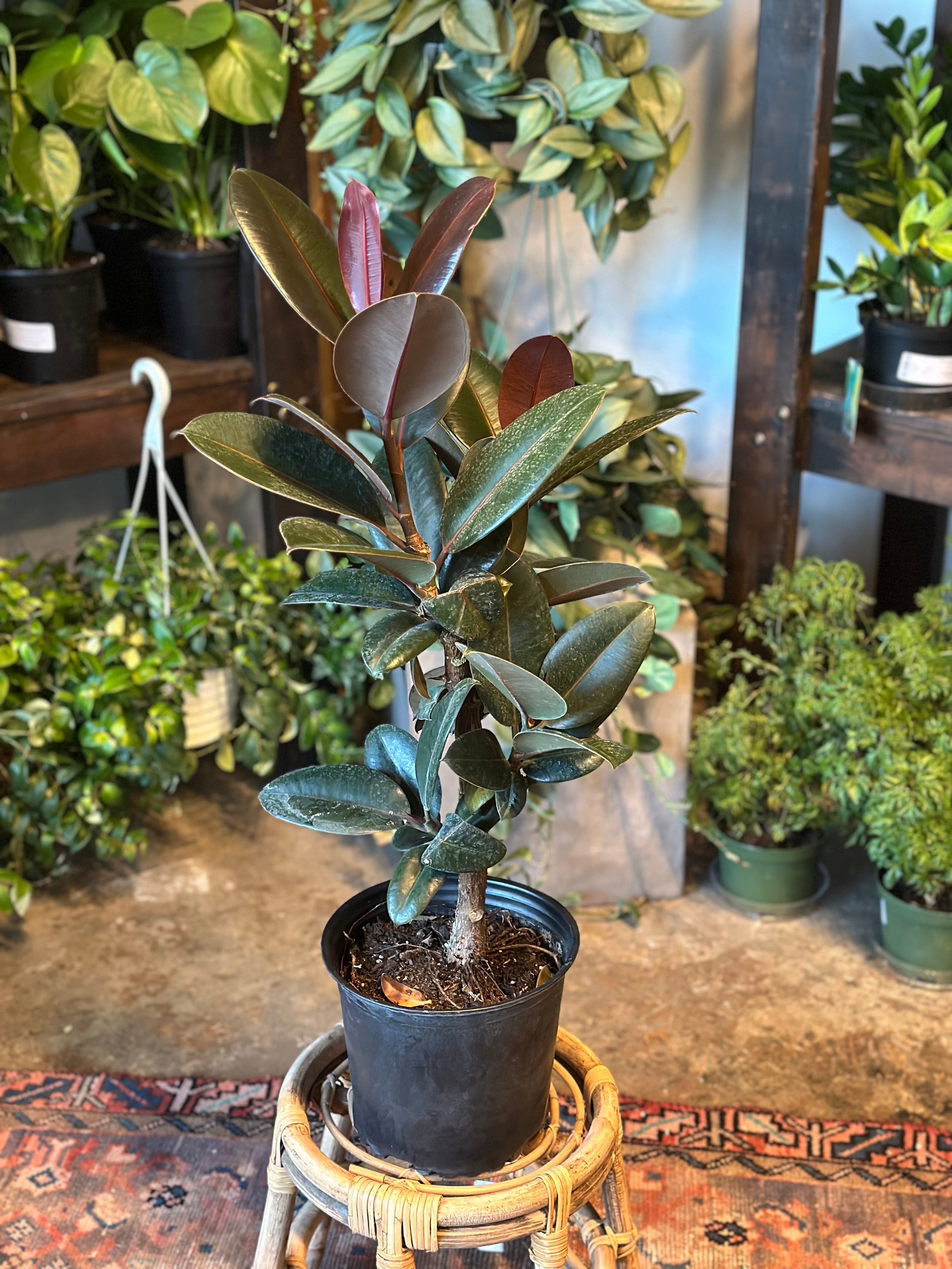 ficus elastica ruby (ruby ficus) shop now at flower + furbish10 inch, 11 inch, 12 inch, 4 inch, 5 inch, 6 inch, bright indirect light, moist, toxic