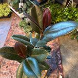 ficus elastica ruby (ruby ficus) shop now at flower + furbish10 inch, 11 inch, 12 inch, 4 inch, 5 inch, 6 inch, bright indirect light, moist, toxic