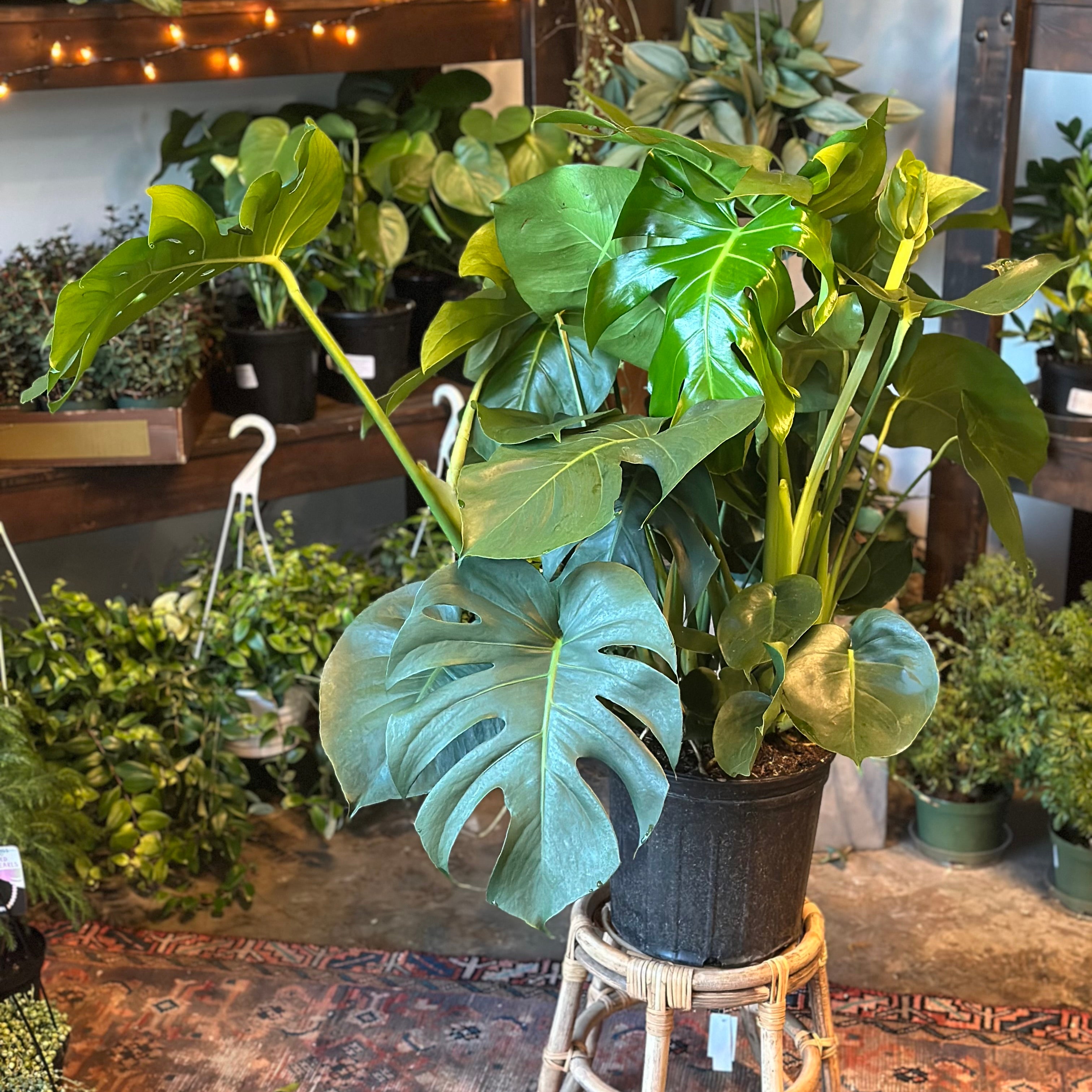 monstera deliciosa philodendron (swiss cheese plant) shop now at flower + furbish10 inch, 11 inch, 12 inch, 13 inch, 14 inch, 7 inch, 8 inch, 9 inch, Medium bright indirect light, moist, toxic