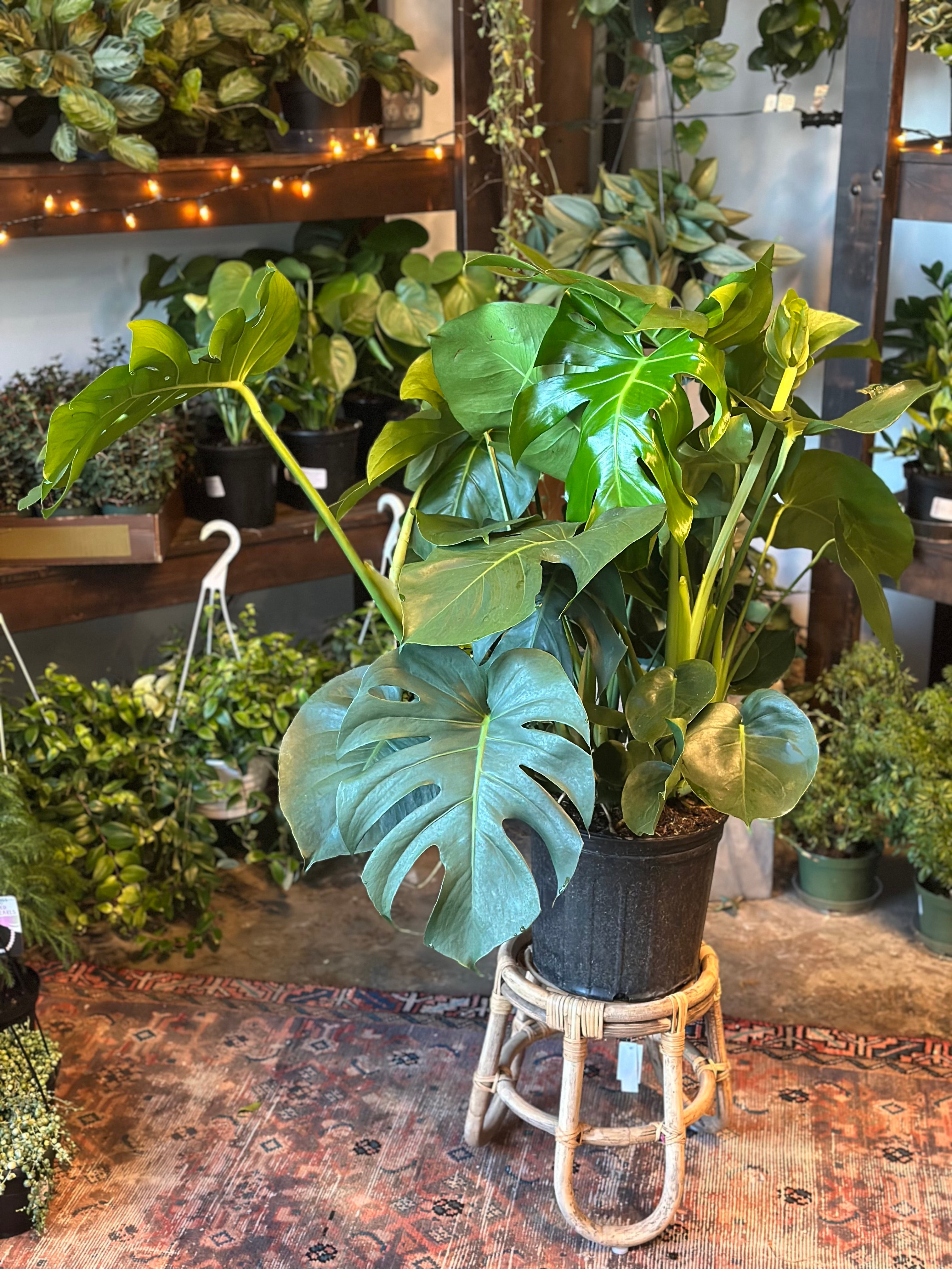 monstera deliciosa philodendron (swiss cheese plant) shop now at flower + furbish10 inch, 11 inch, 12 inch, 13 inch, 14 inch, 7 inch, 8 inch, 9 inch, Medium bright indirect light, moist, toxic