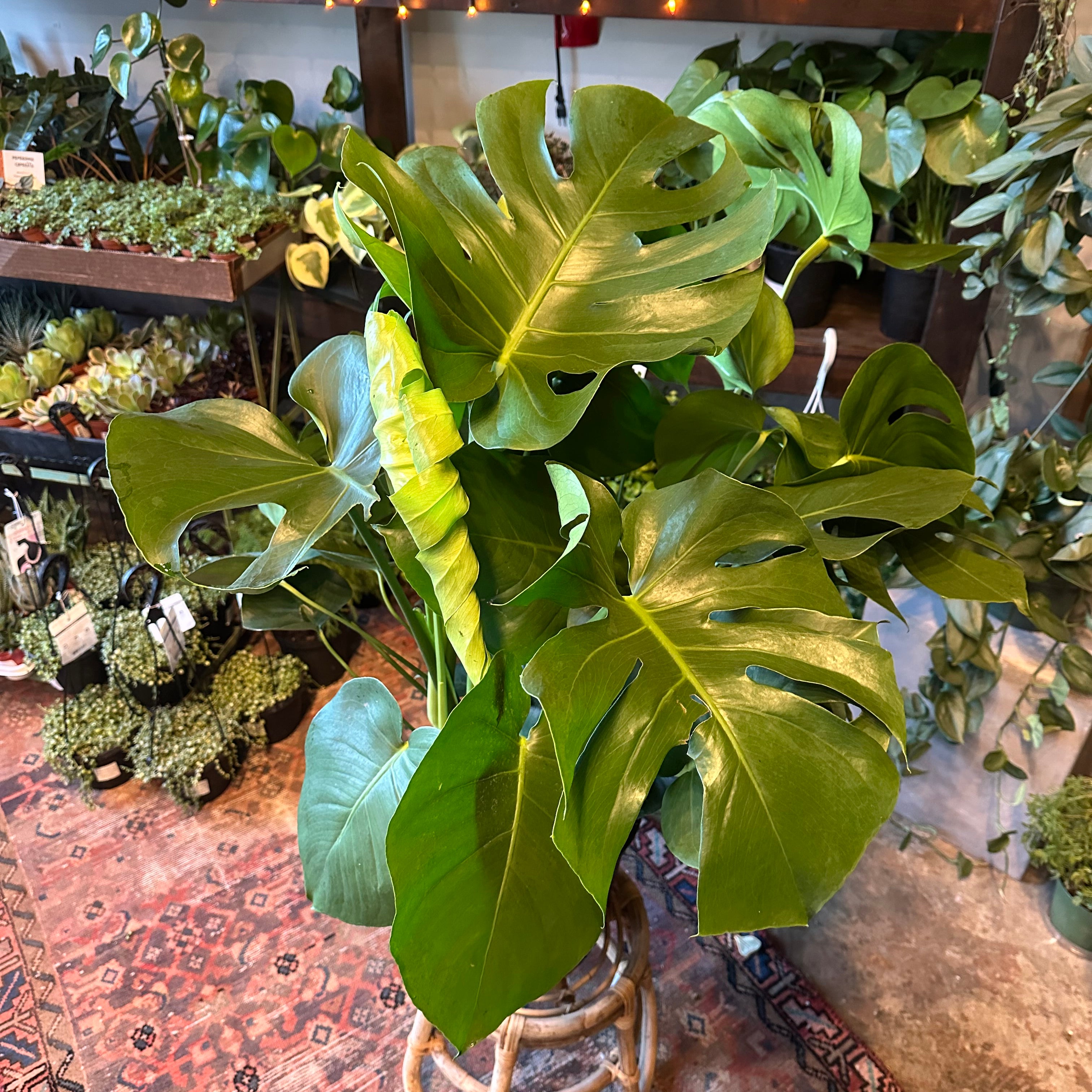 monstera deliciosa philodendron (swiss cheese plant) shop now at flower + furbish10 inch, 11 inch, 12 inch, 13 inch, 14 inch, 7 inch, 8 inch, 9 inch, Medium bright indirect light, moist, toxic