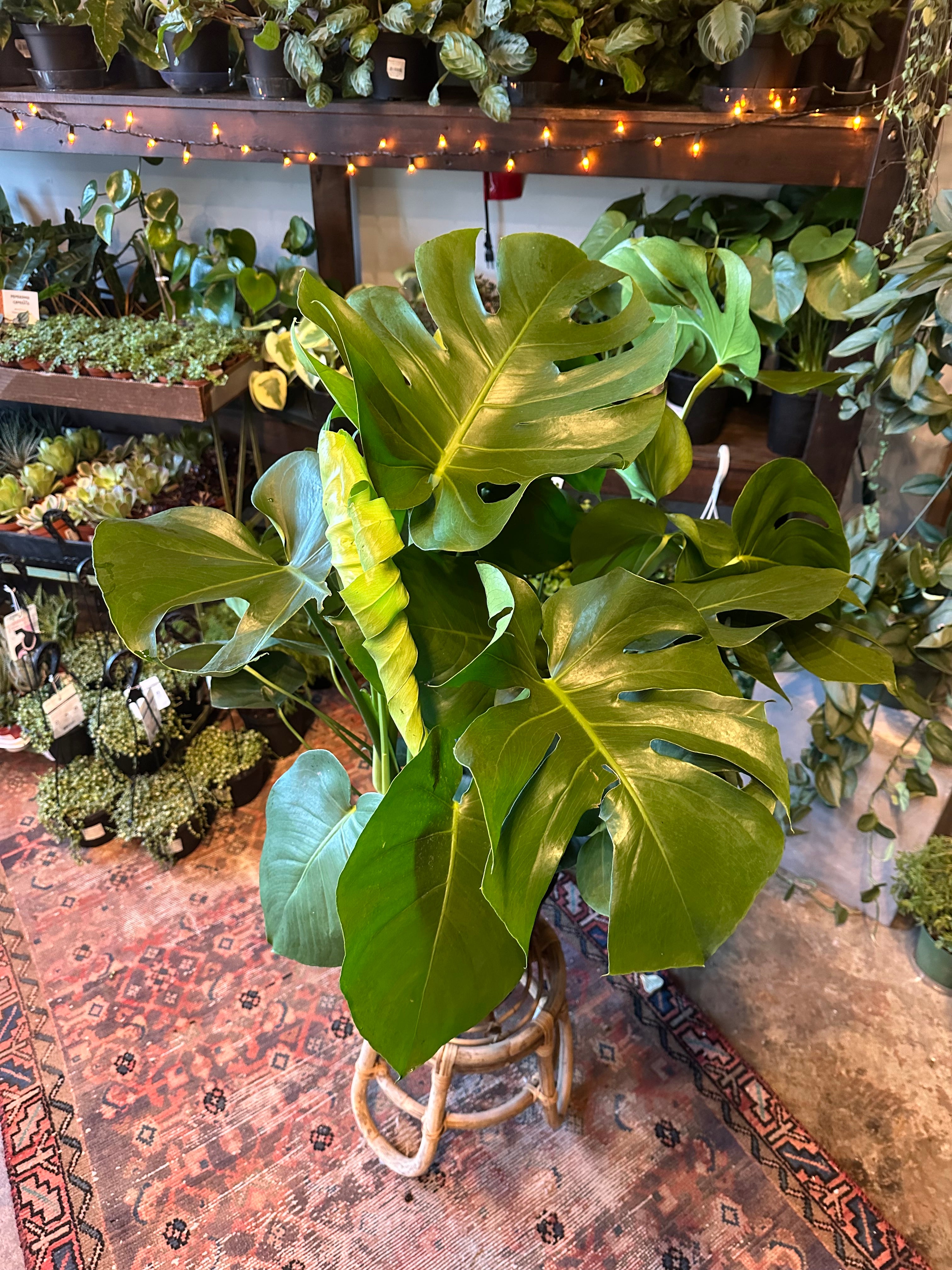 monstera deliciosa philodendron (swiss cheese plant) shop now at flower + furbish10 inch, 11 inch, 12 inch, 13 inch, 14 inch, 7 inch, 8 inch, 9 inch, Medium bright indirect light, moist, toxic