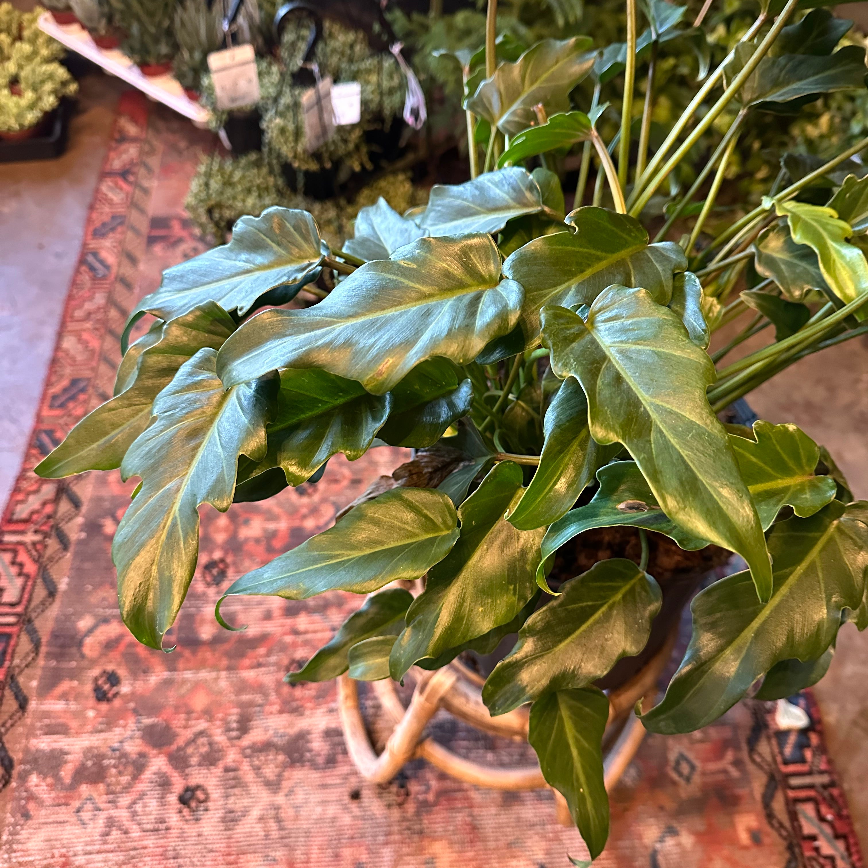 thaumatophyllum xanadu (deja vu philodendron) shop now at flower + furbish10 inch, 12 inch, Medium bright indirect light, moist, toxic