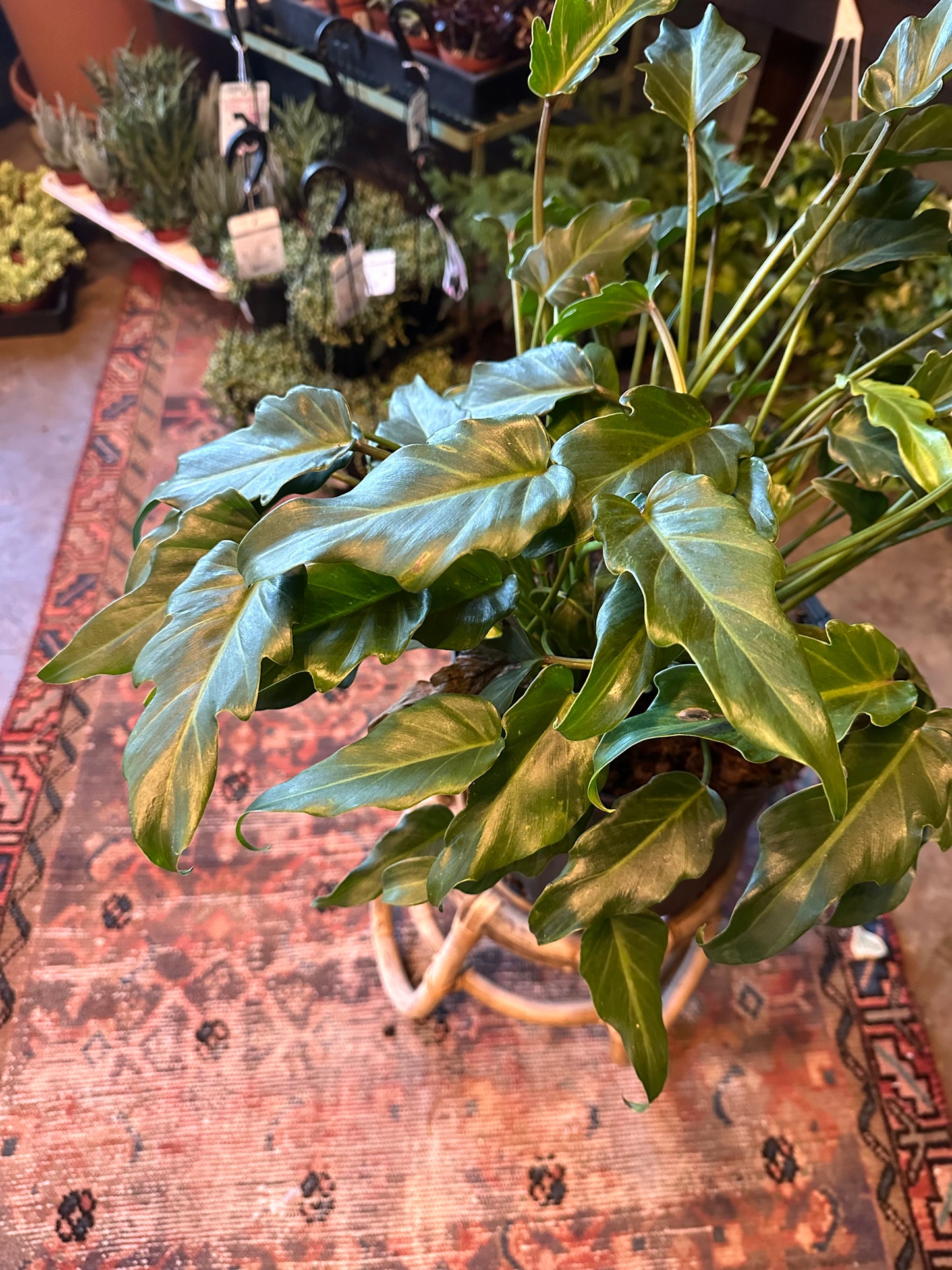 thaumatophyllum xanadu (deja vu philodendron) shop now at flower + furbish10 inch, 12 inch, Medium bright indirect light, moist, toxic