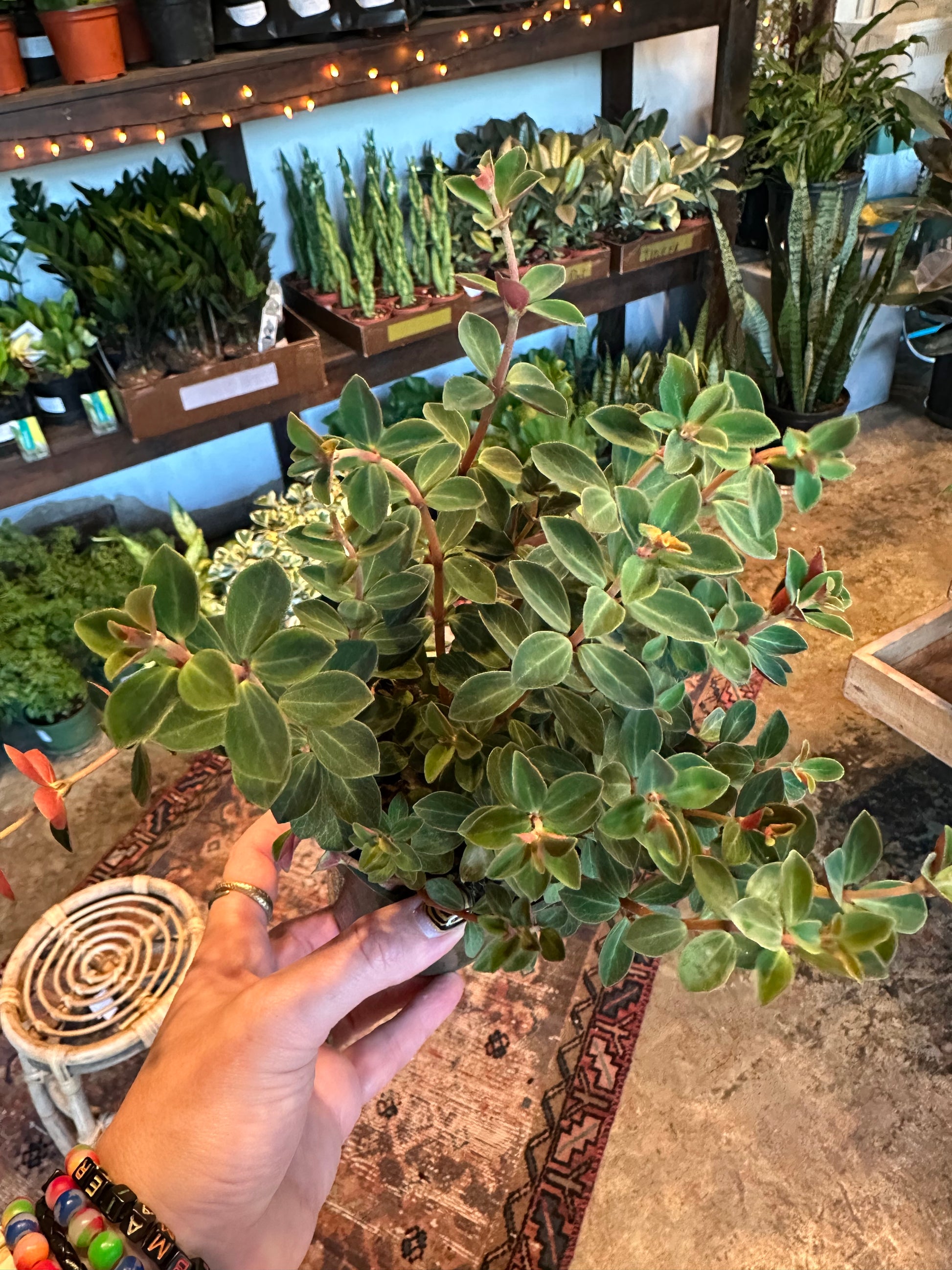 peperomia verticillata (double duty) shop now at flower + furbish4 inch, 5 inch, Dry to moist, Medium bright indirect light, Non toxic