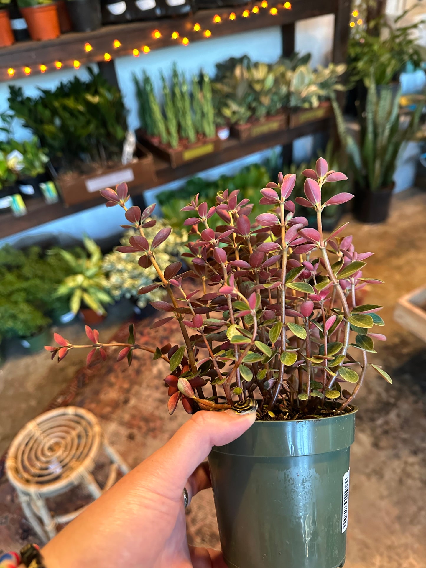 peperomia verticillata (double duty) shop now at flower + furbish4 inch, 5 inch, Dry to moist, Medium bright indirect light, Non toxic