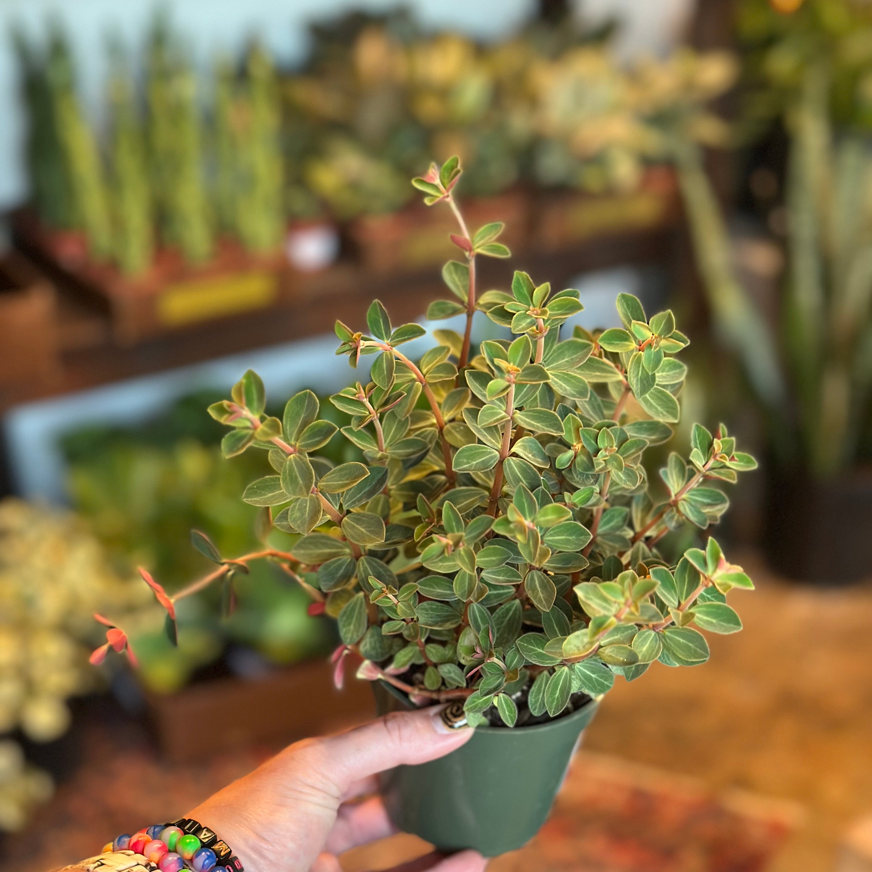 peperomia verticillata (double duty) shop now at flower + furbish4 inch, 5 inch, Dry to moist, Medium bright indirect light, Non toxic