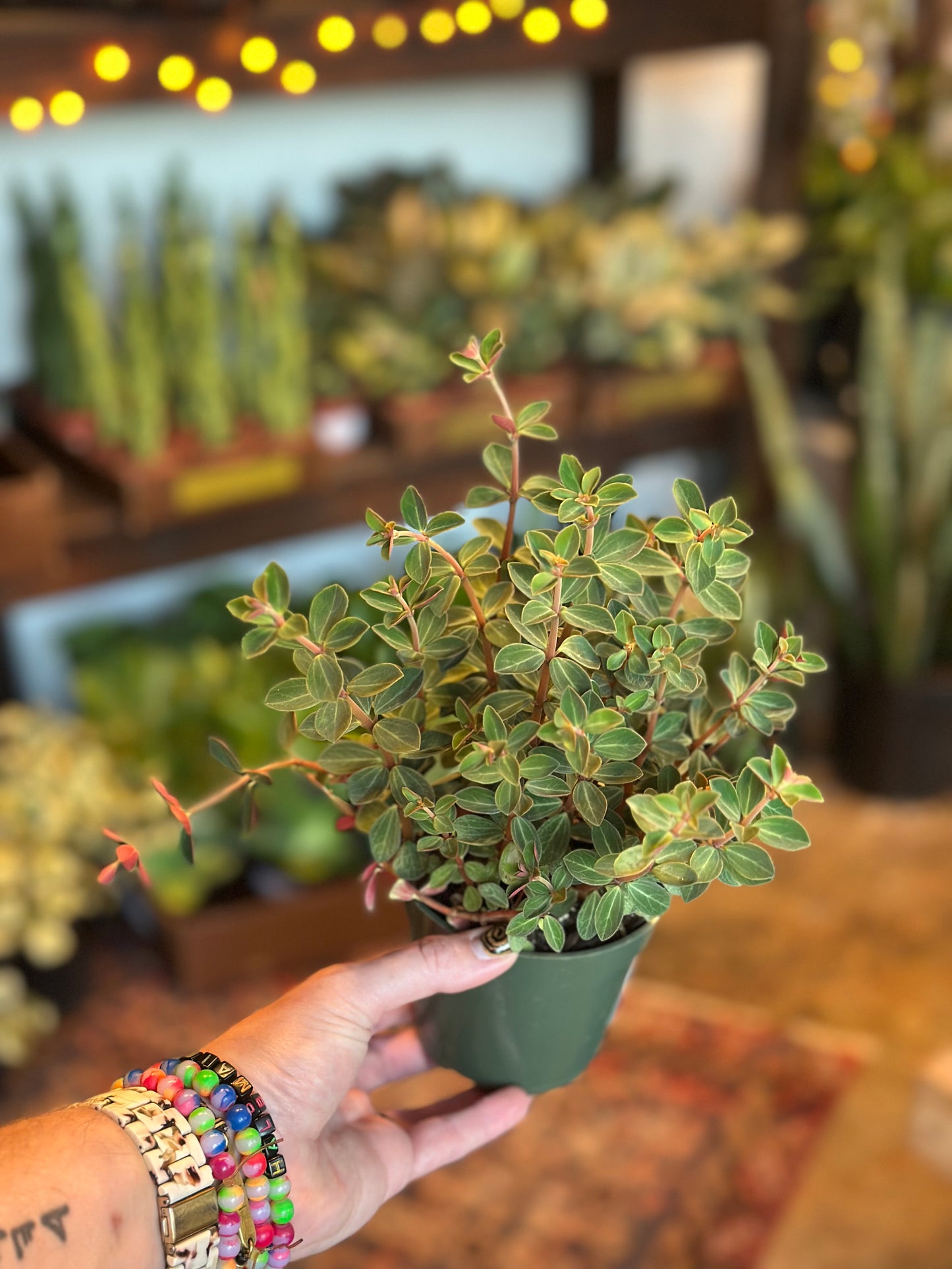 peperomia verticillata (double duty) shop now at flower + furbish4 inch, 5 inch, Dry to moist, Medium bright indirect light, Non toxic